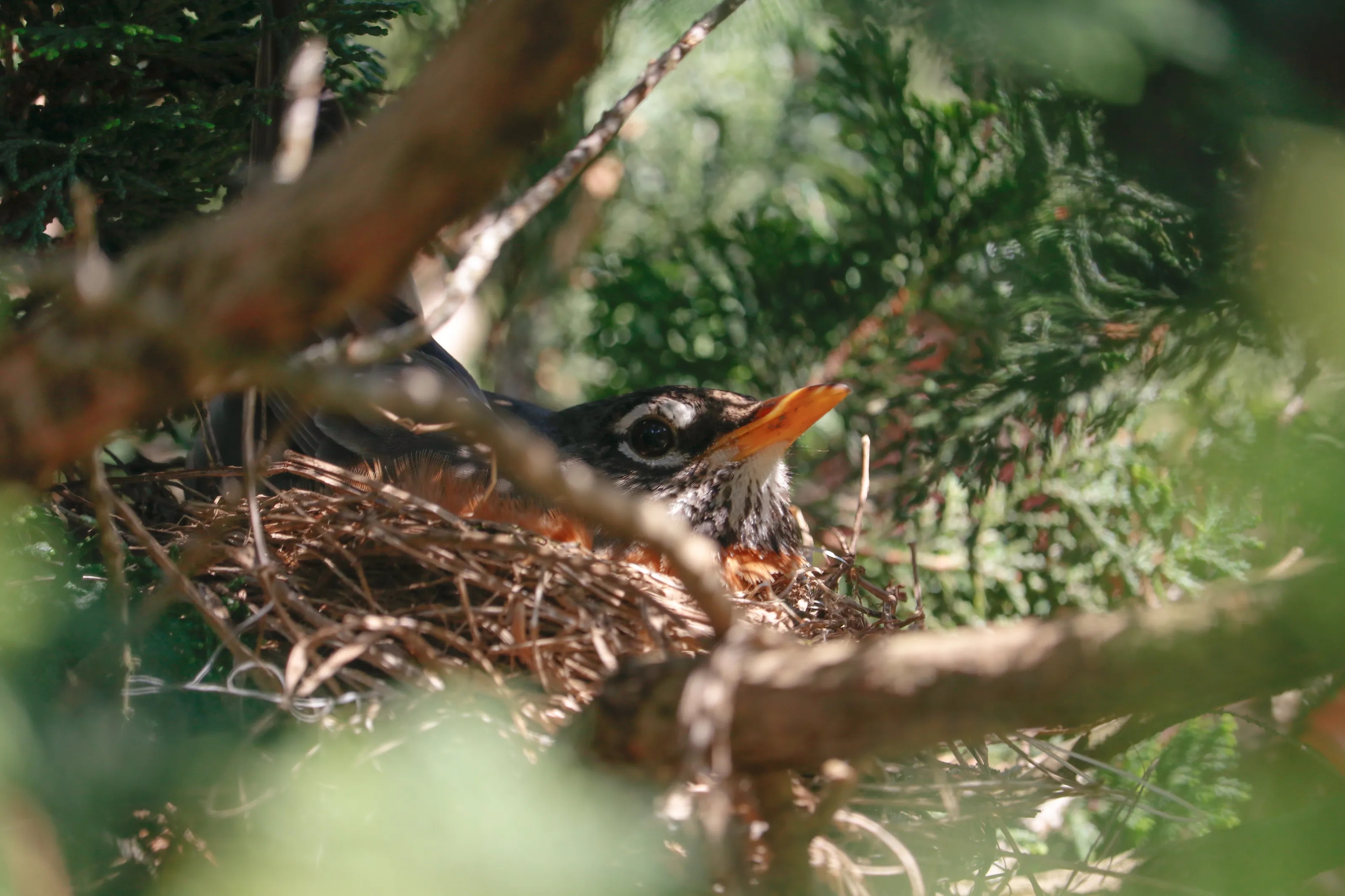 Robin's Nest