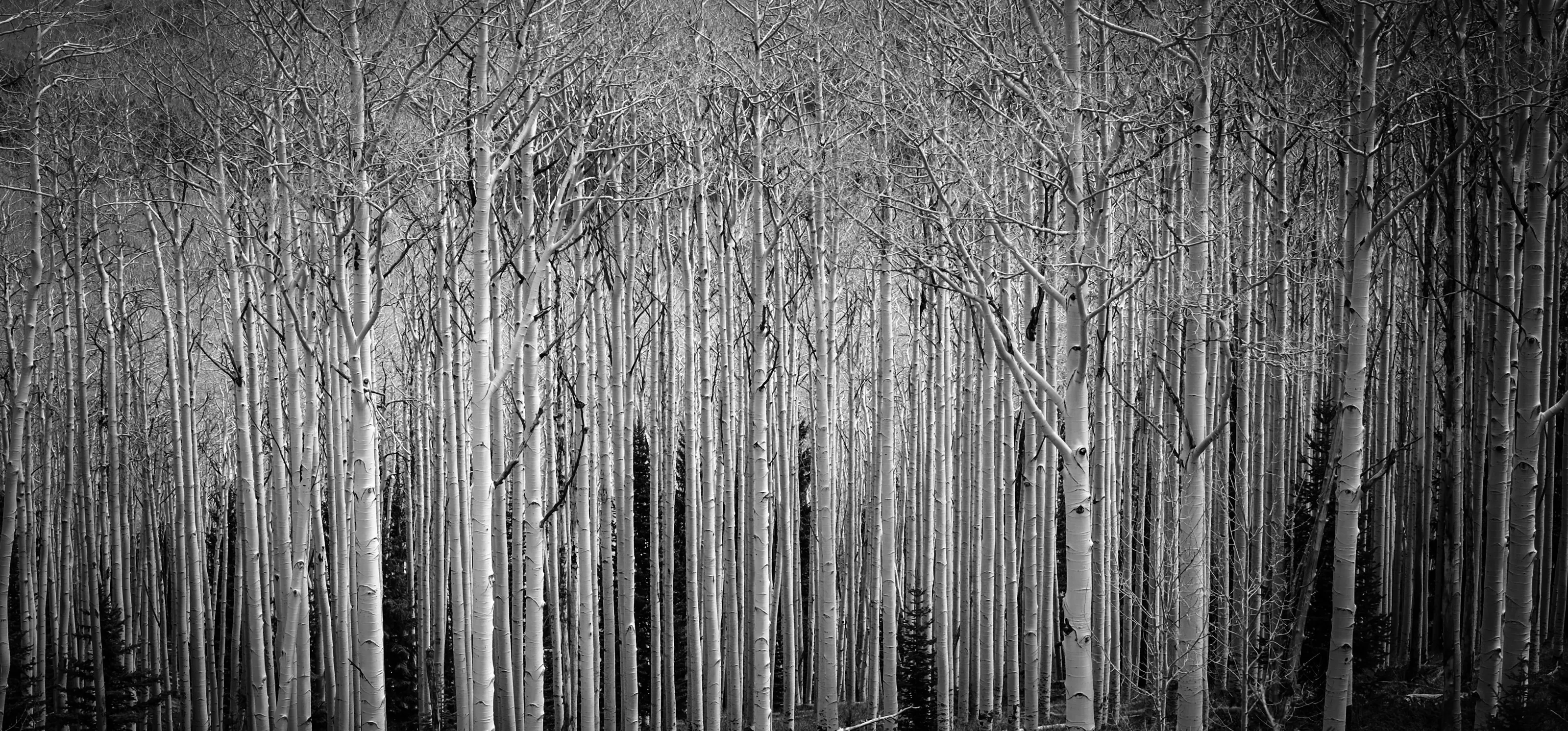 Aspen Grove Escalante BnW