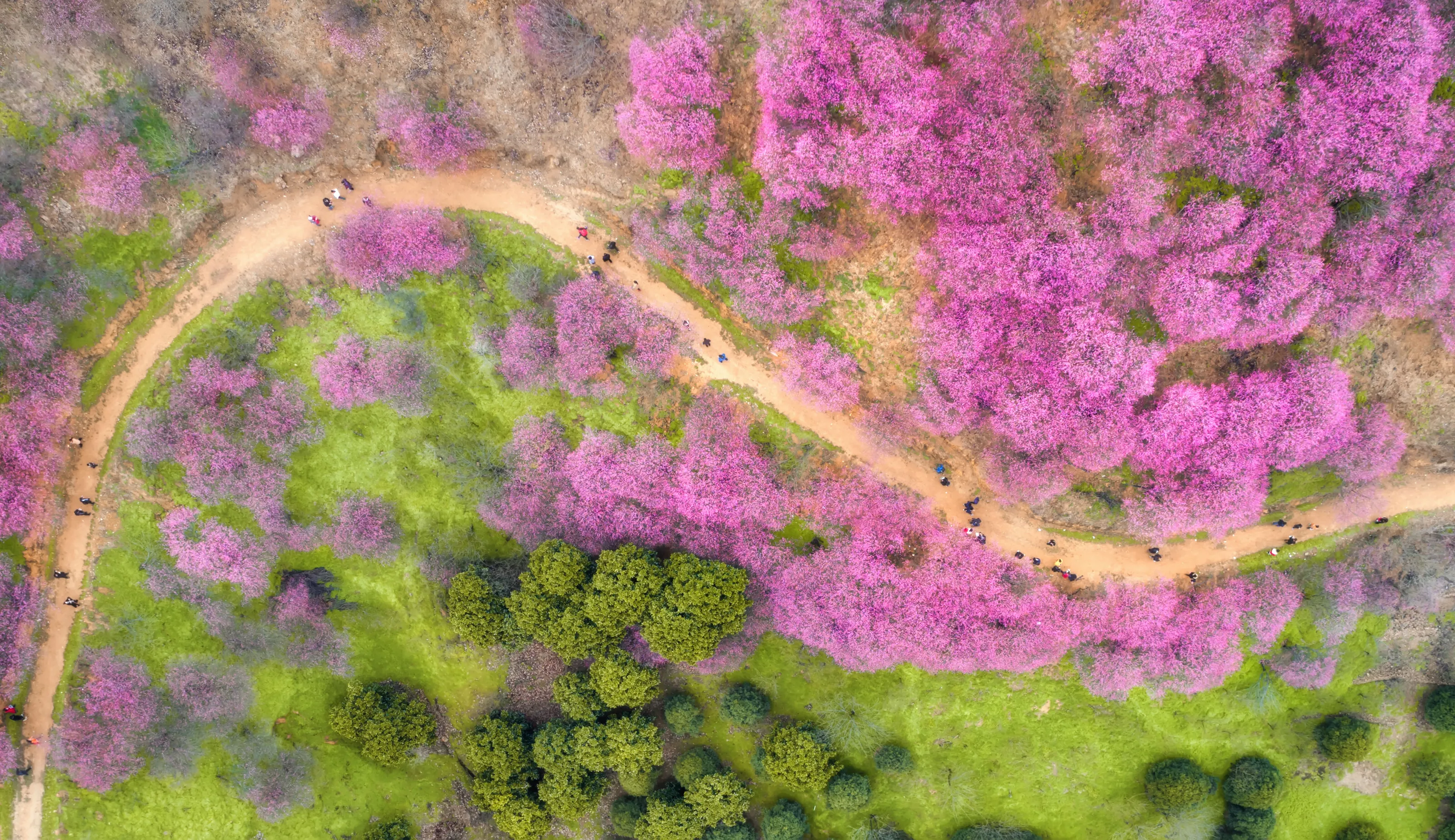 Peach blossom