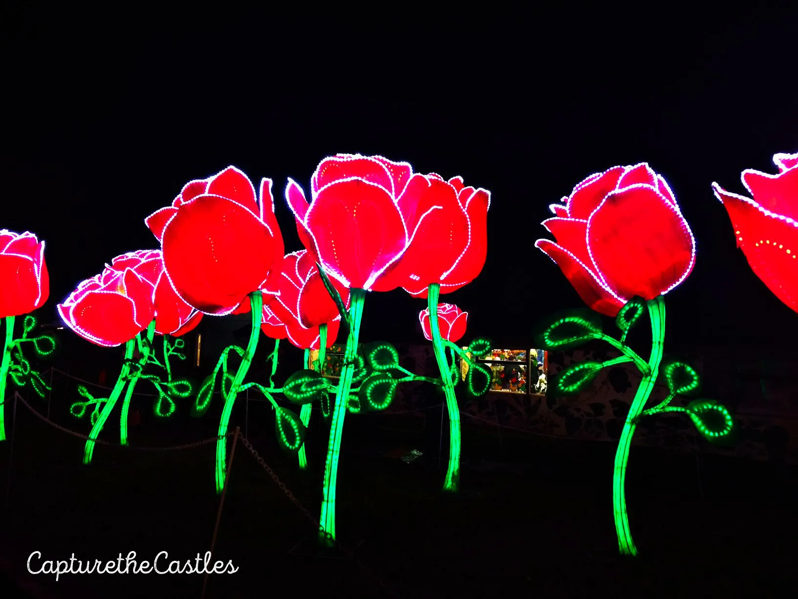 Beauty & the Beast Roses