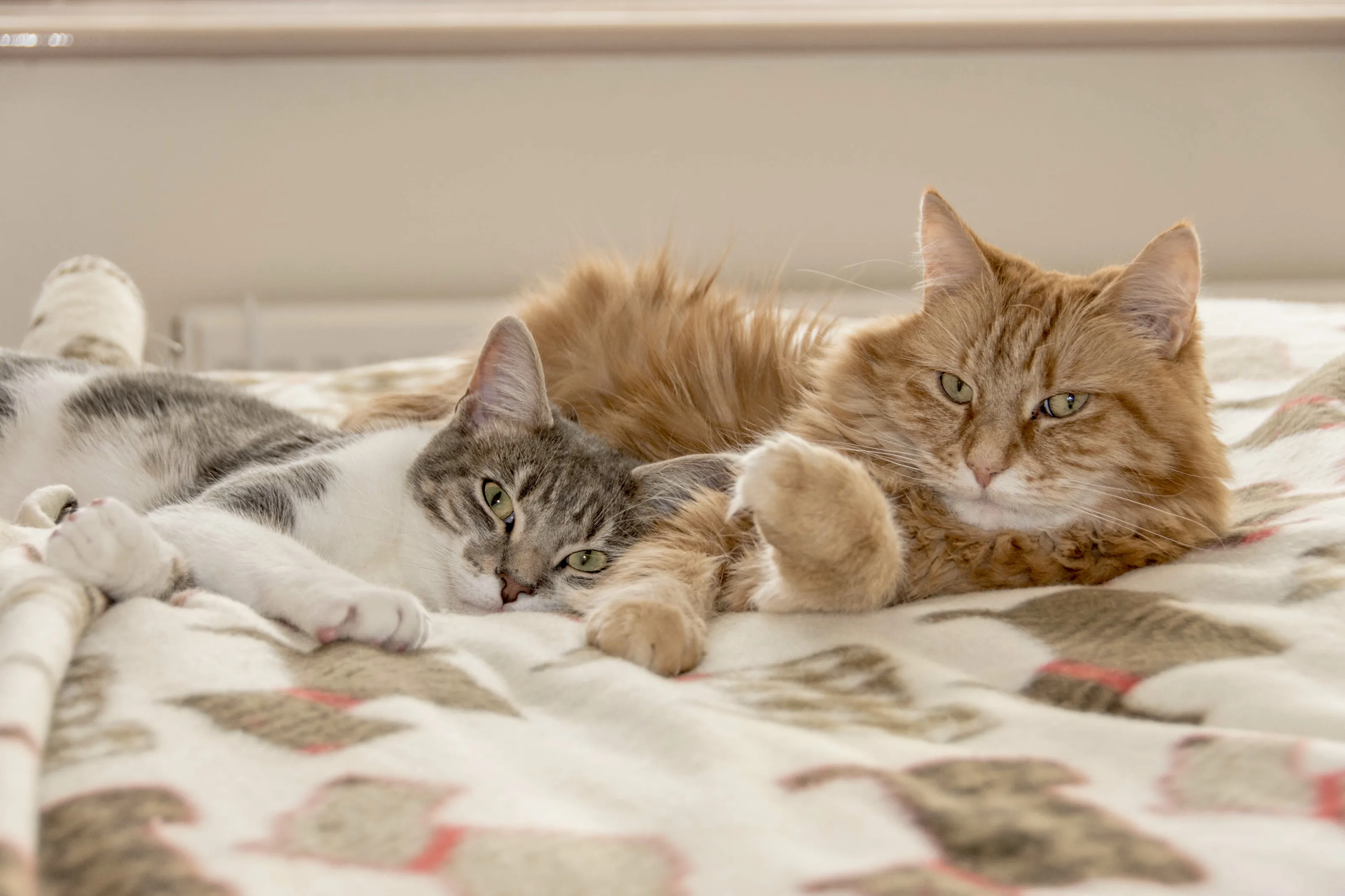 merlin and marmalade