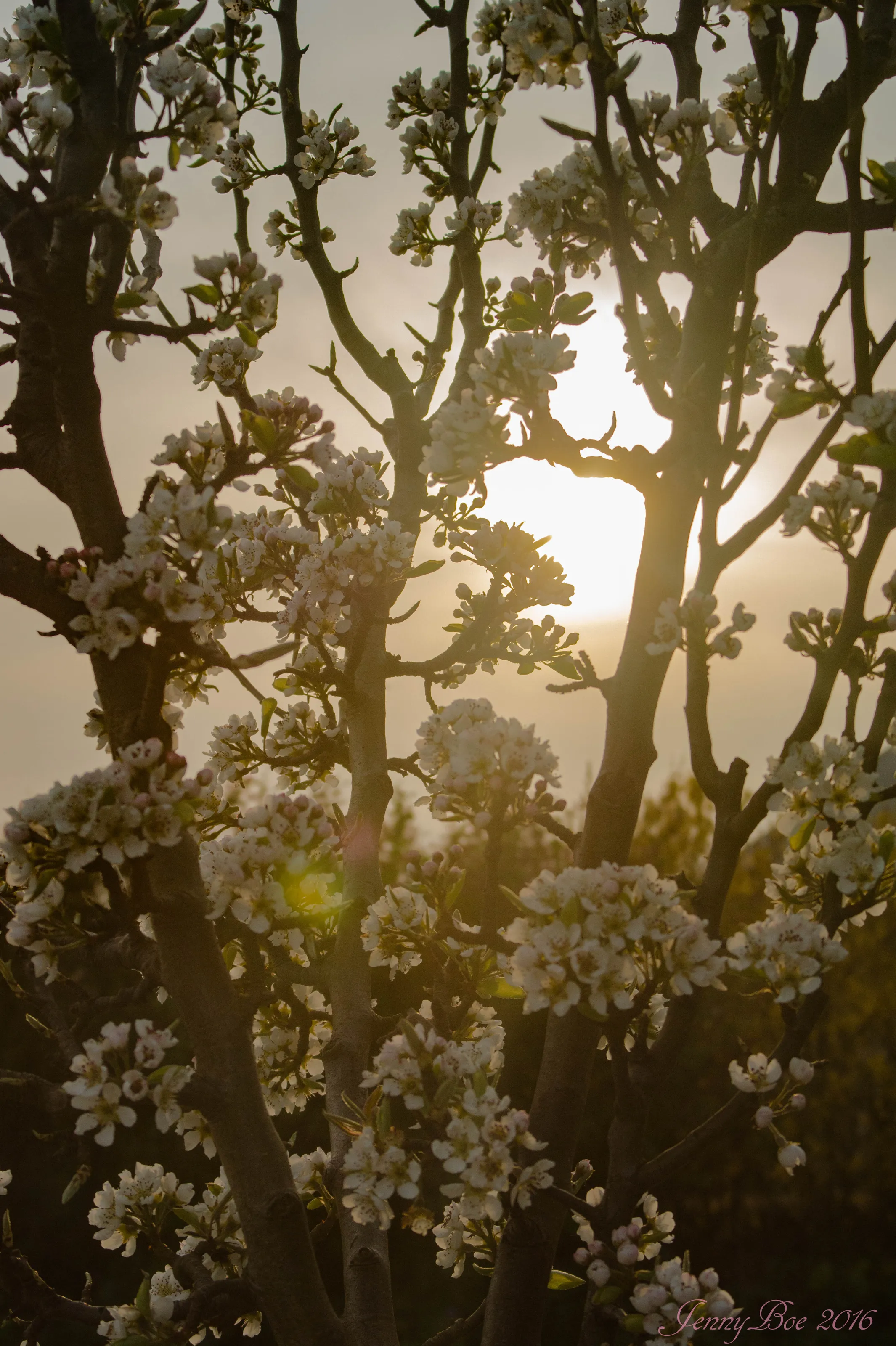 blossom