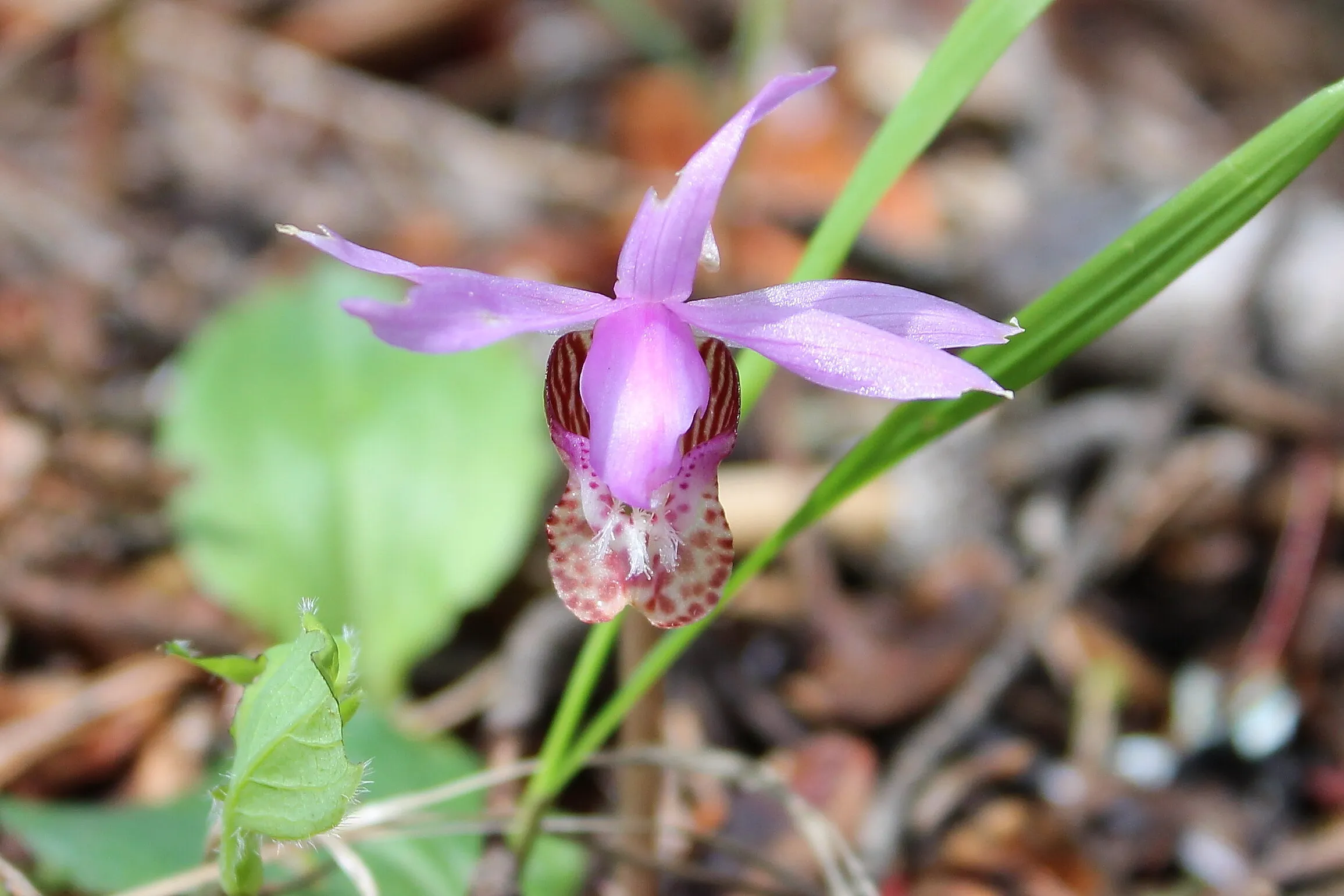 Wild Orchid