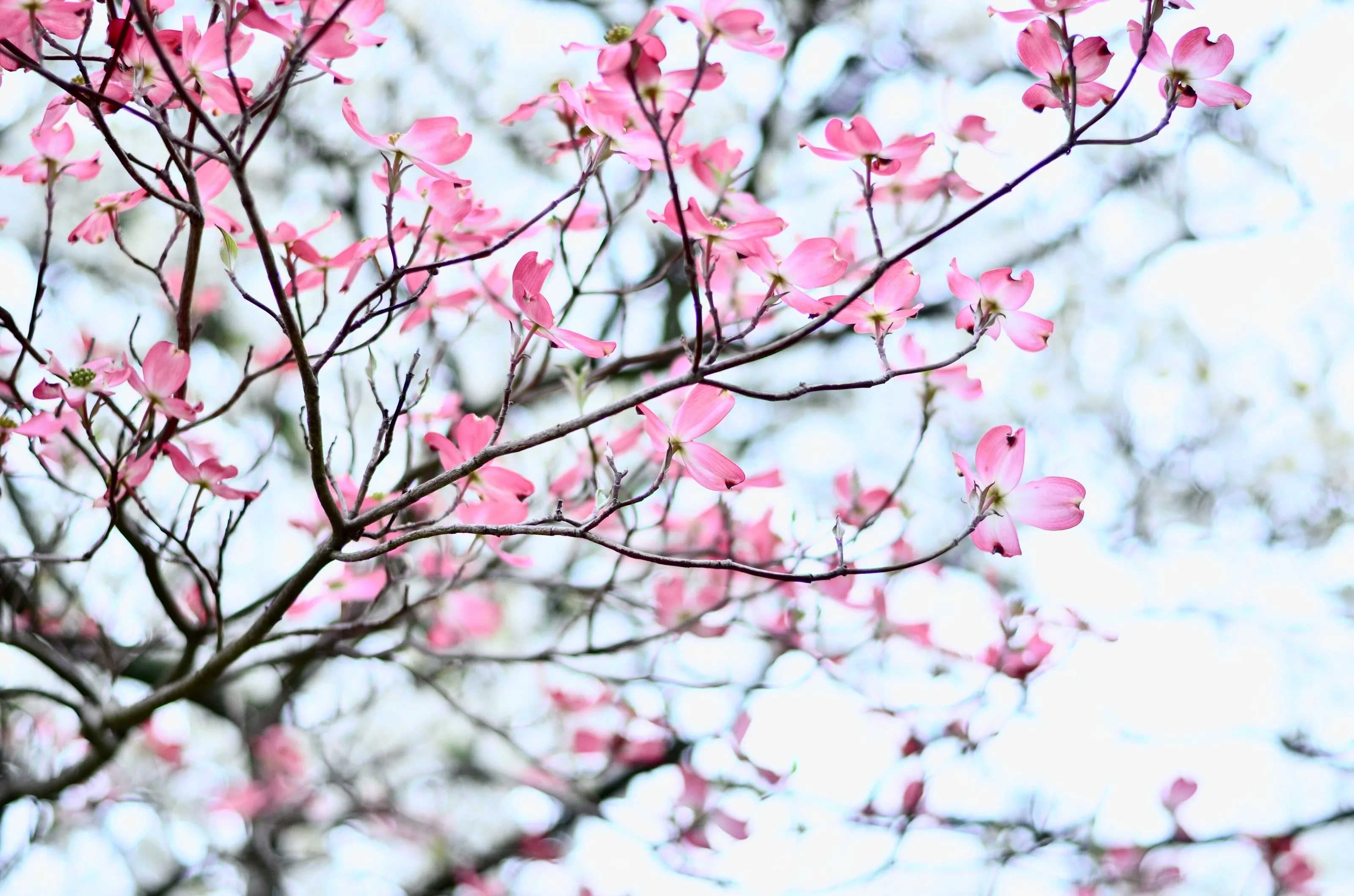 ~Blossoms~