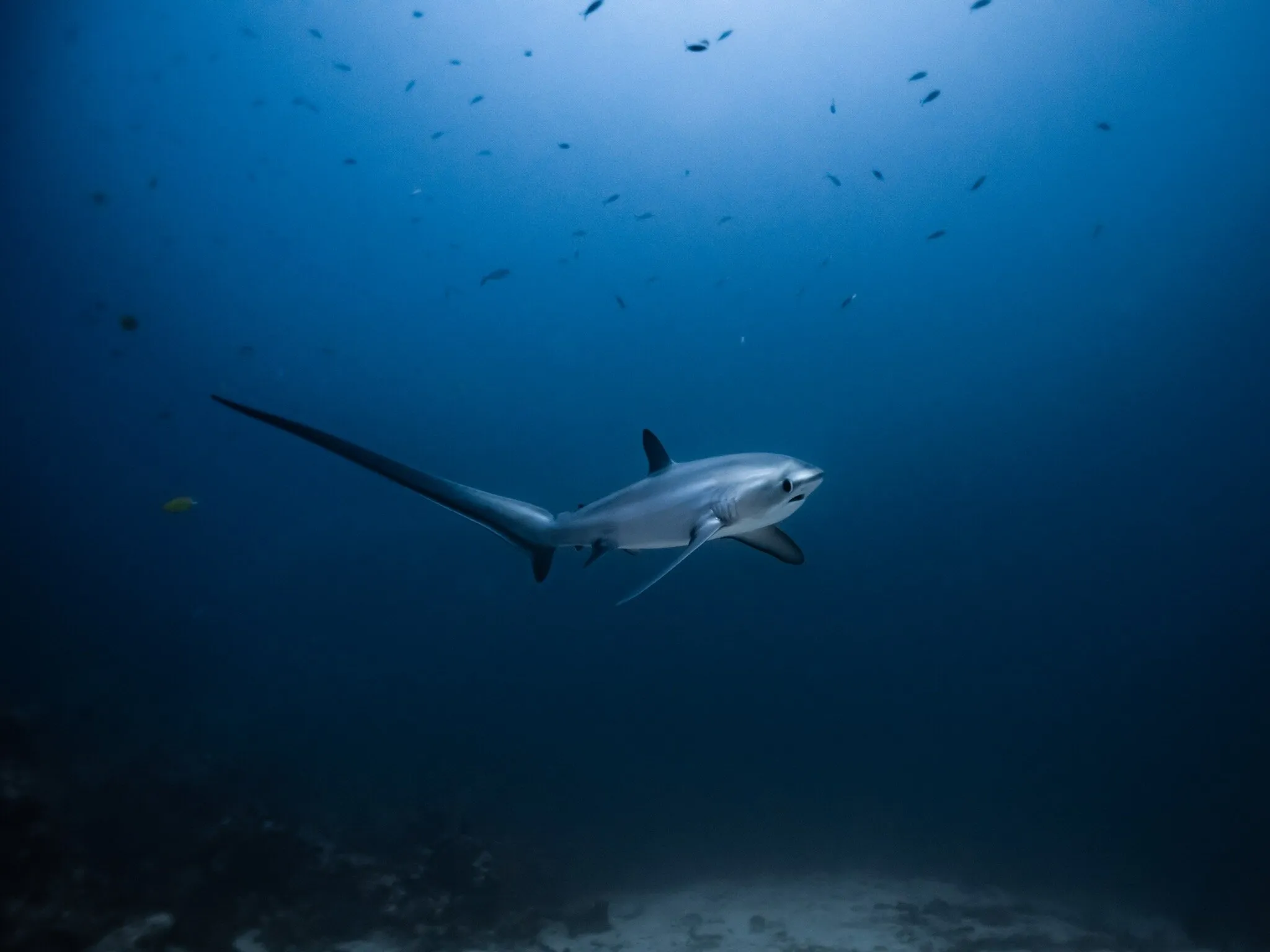 The beautiful but endangered thresher shark