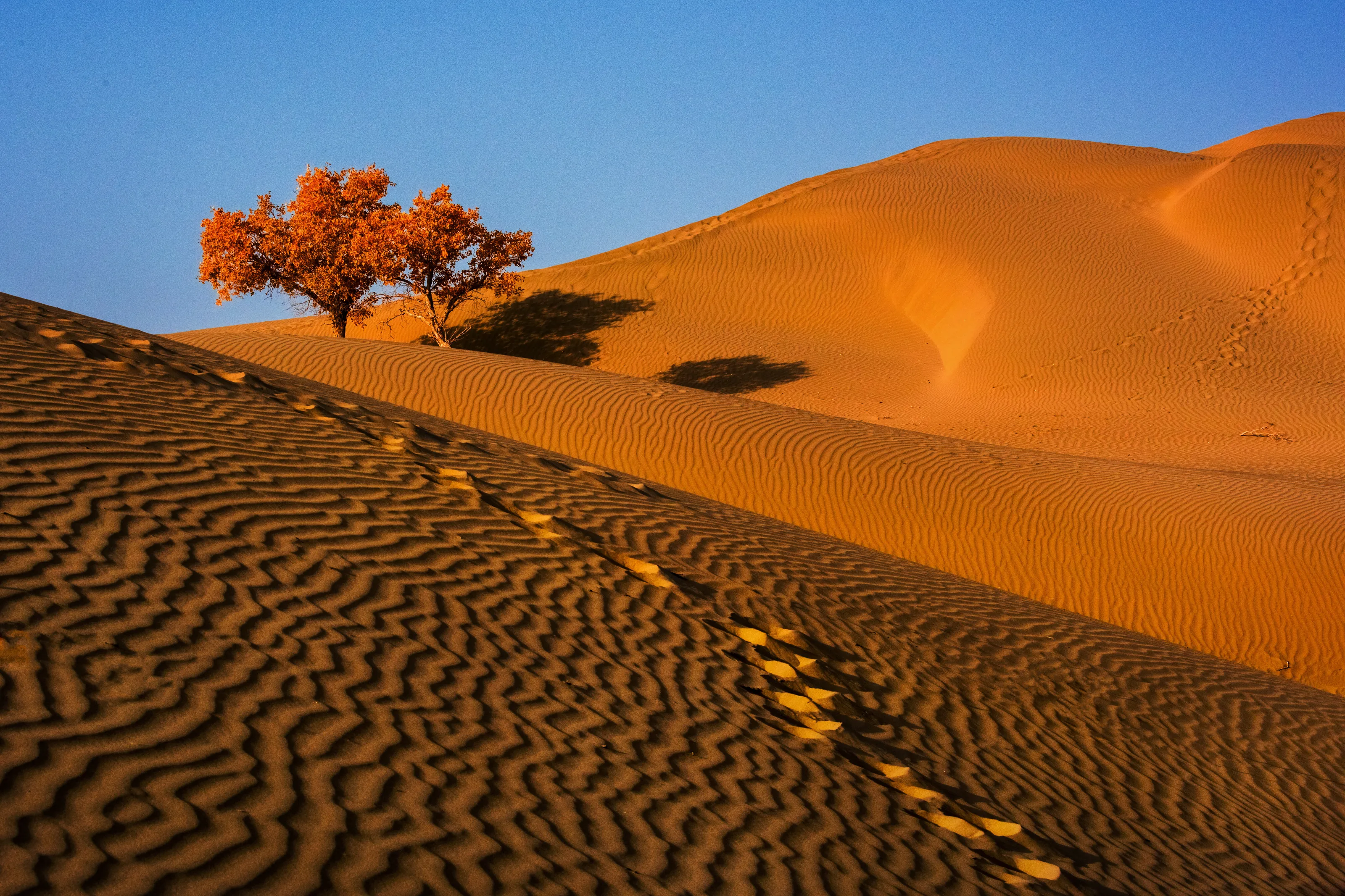 Sandy desert 5