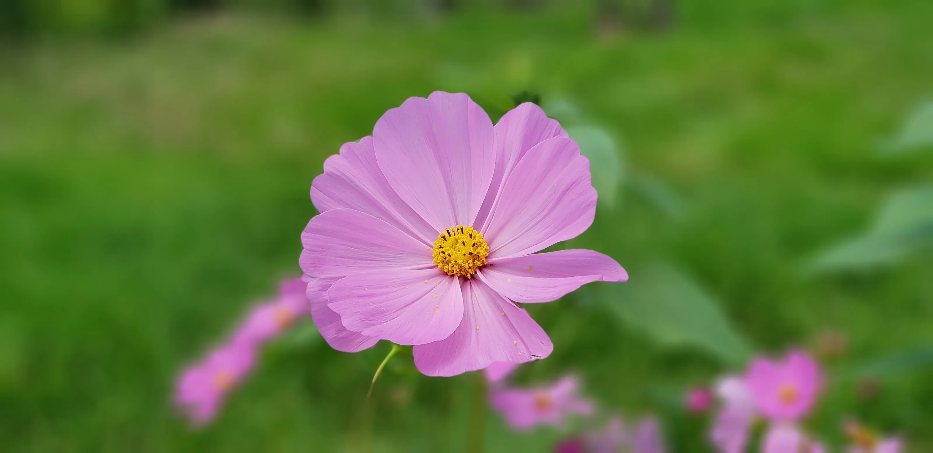Lovely pink