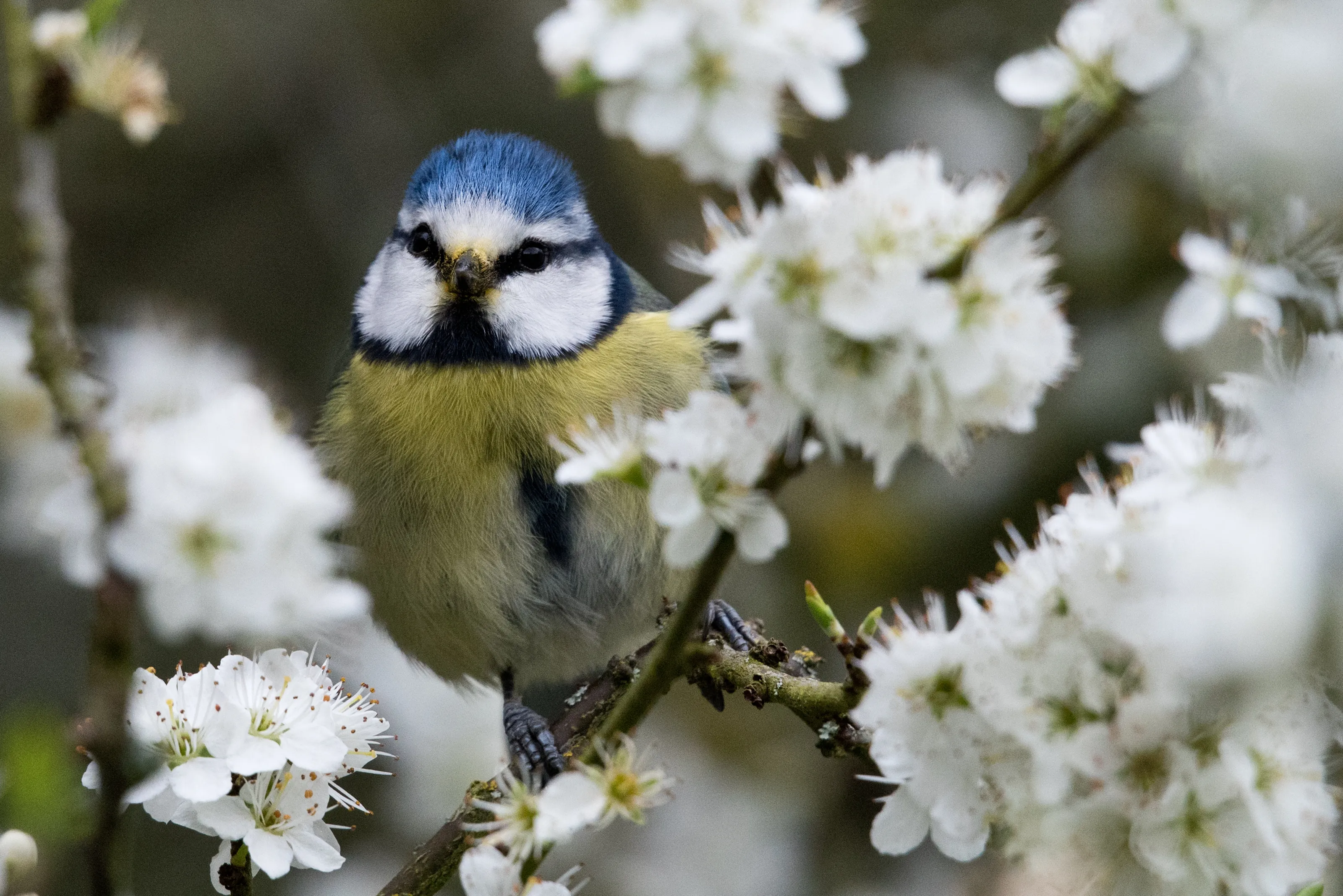 Bluetit in Blackthorn Hedge