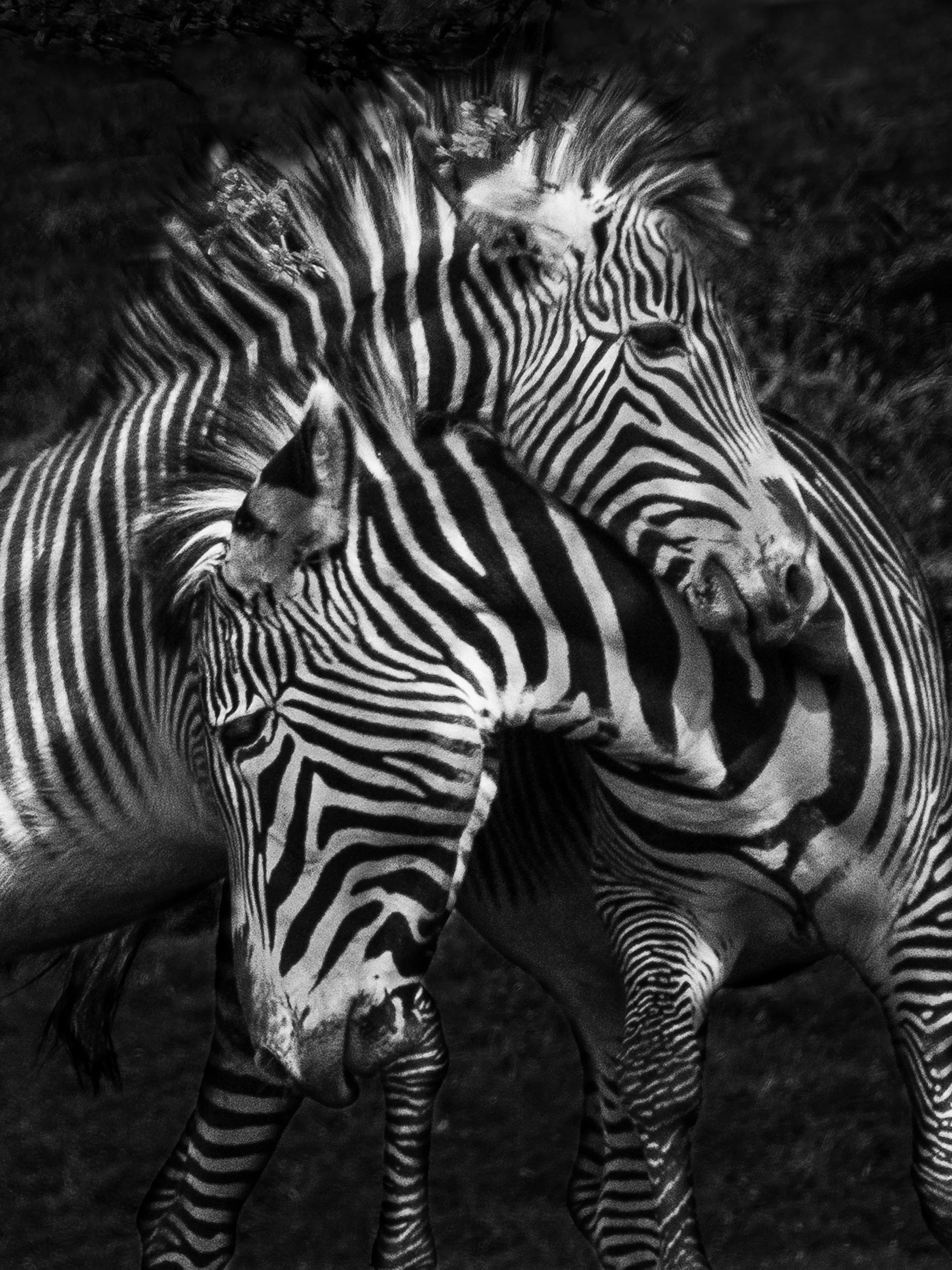 Zebras