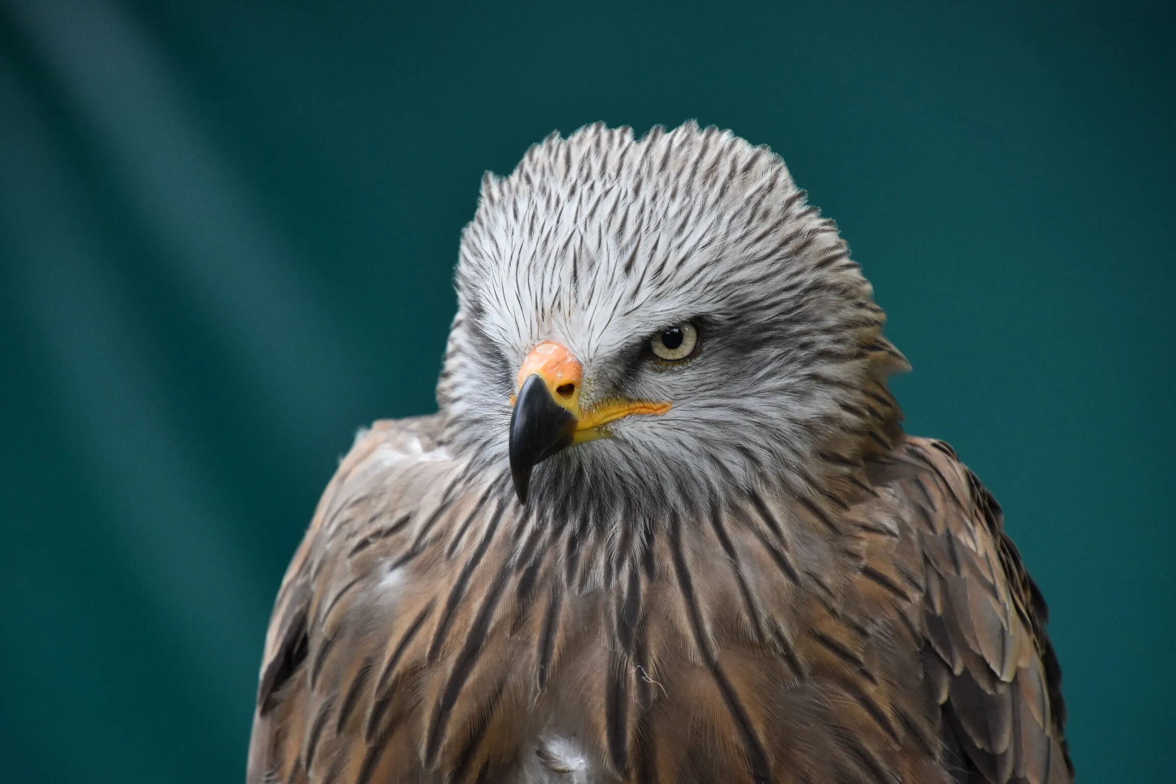 Red Kite