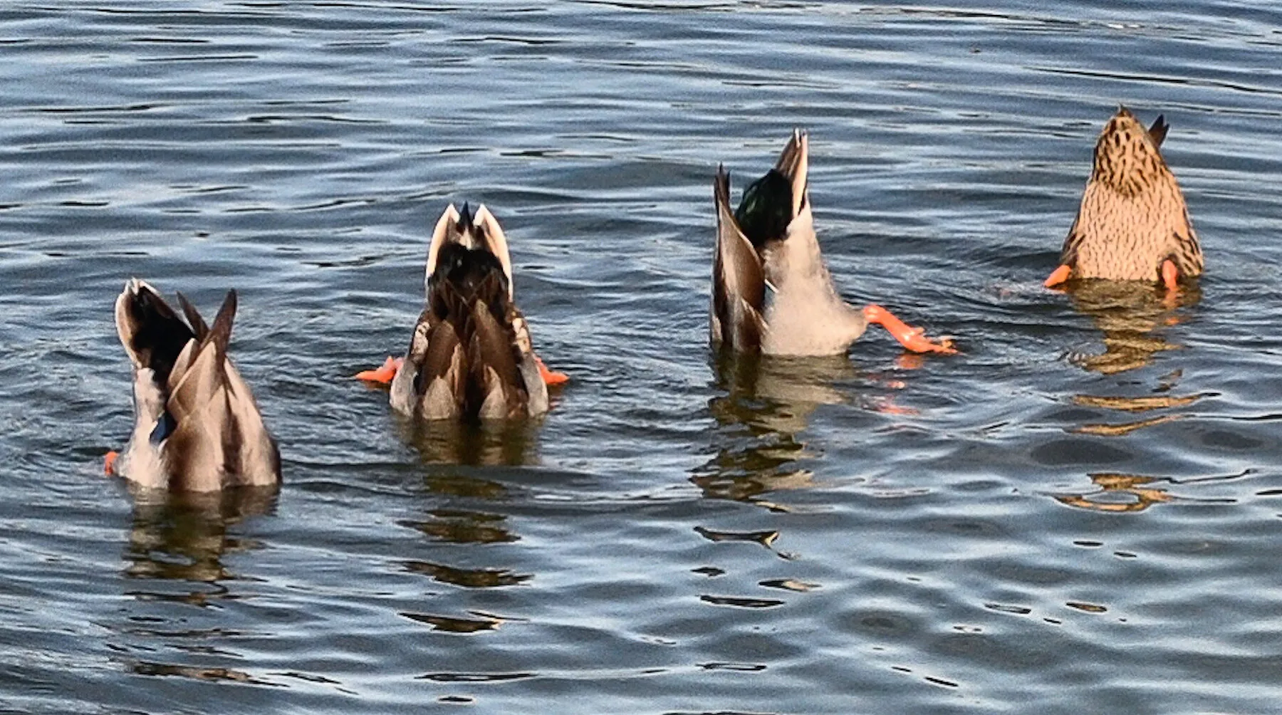 Duck Butts