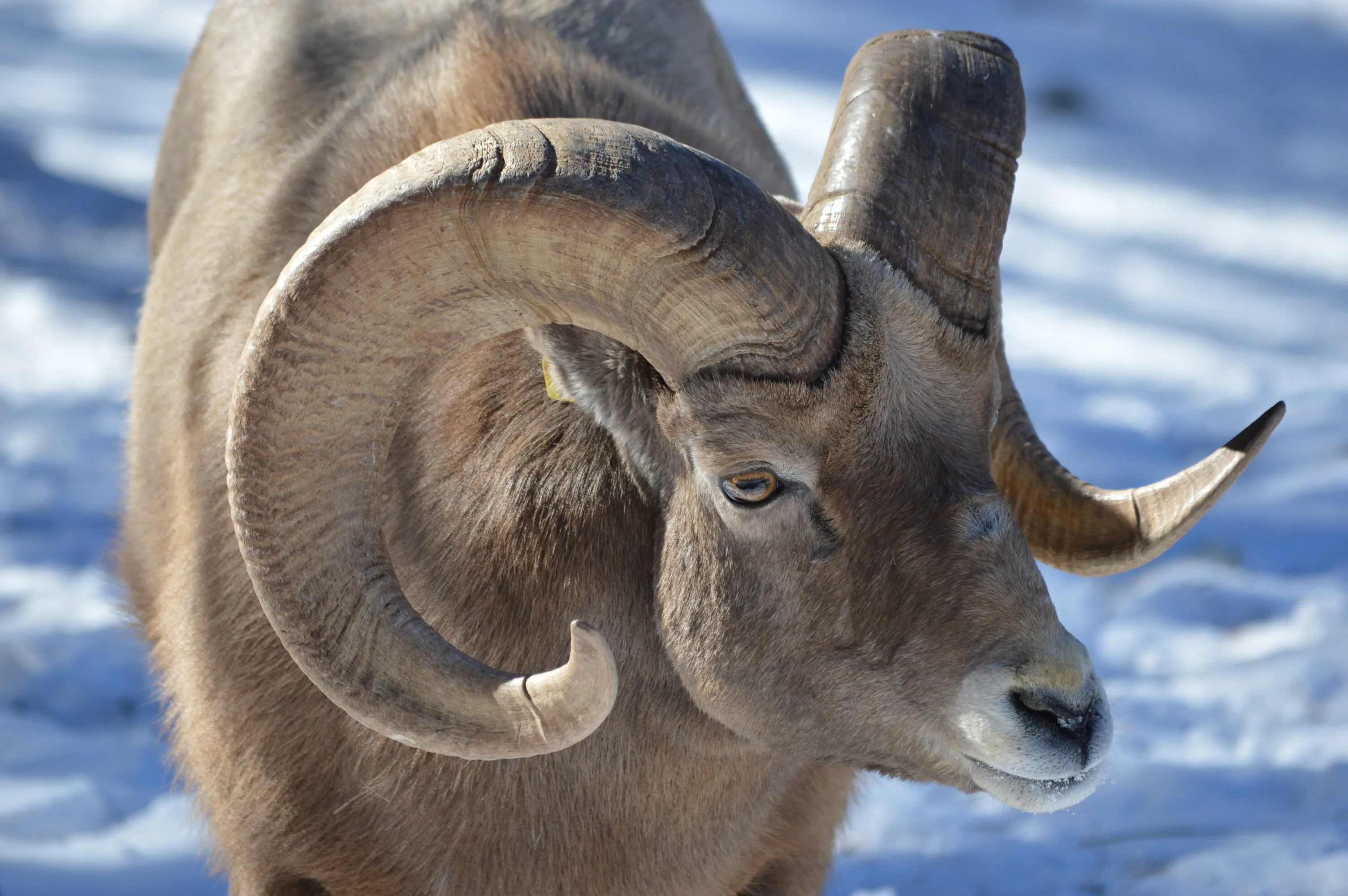 The Winter Ram