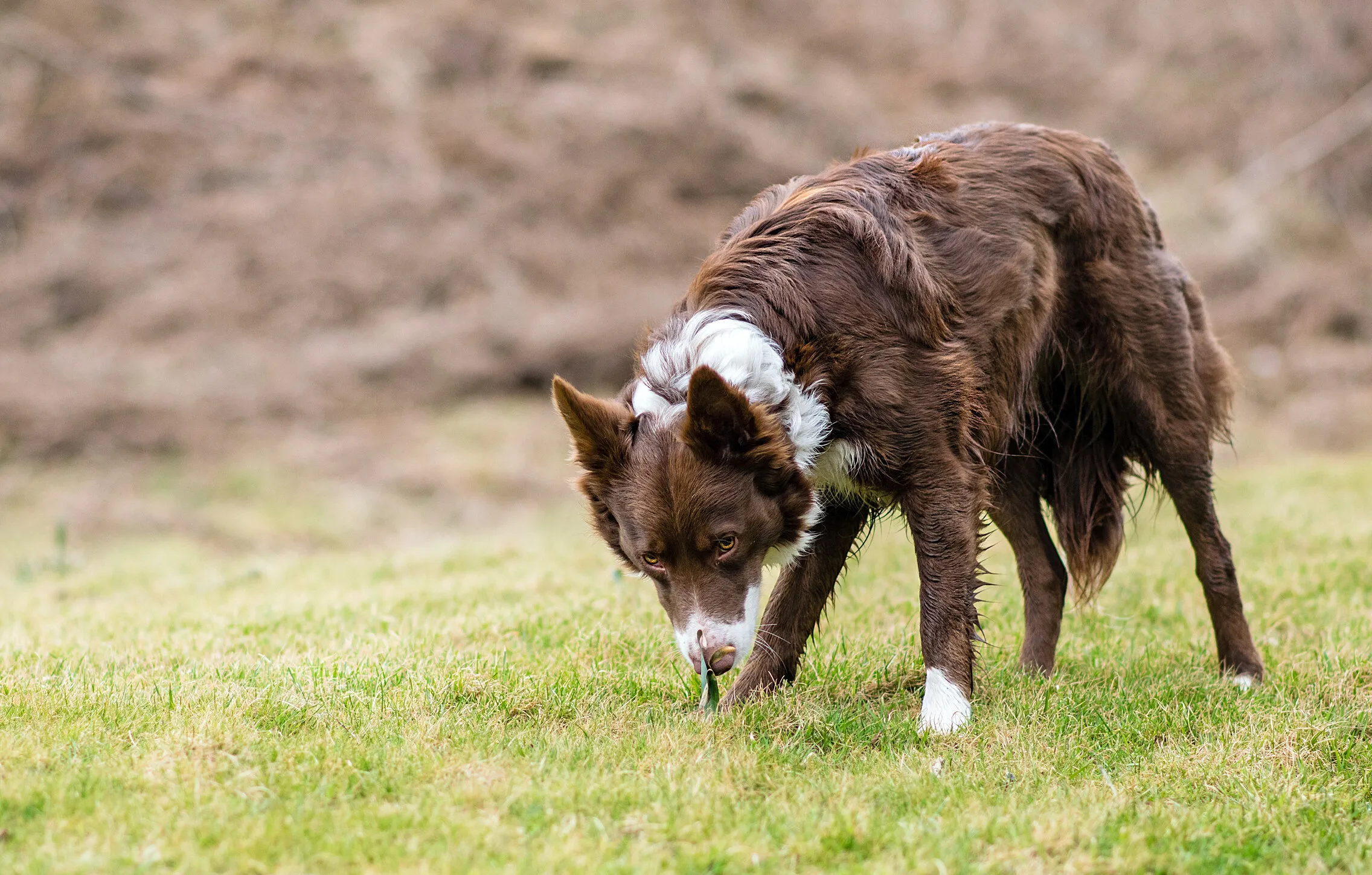 Red Border Collie