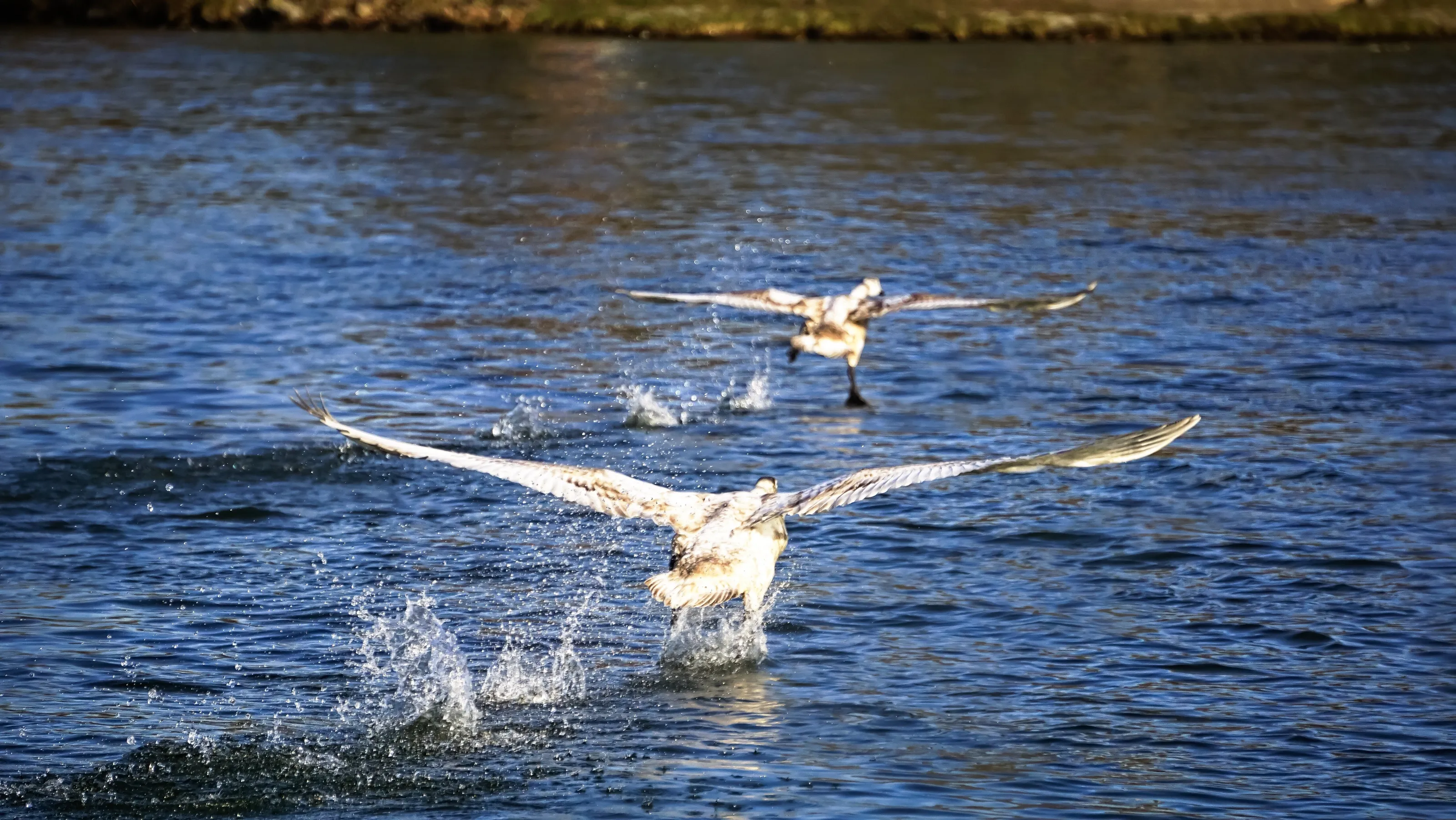 Swan Chase