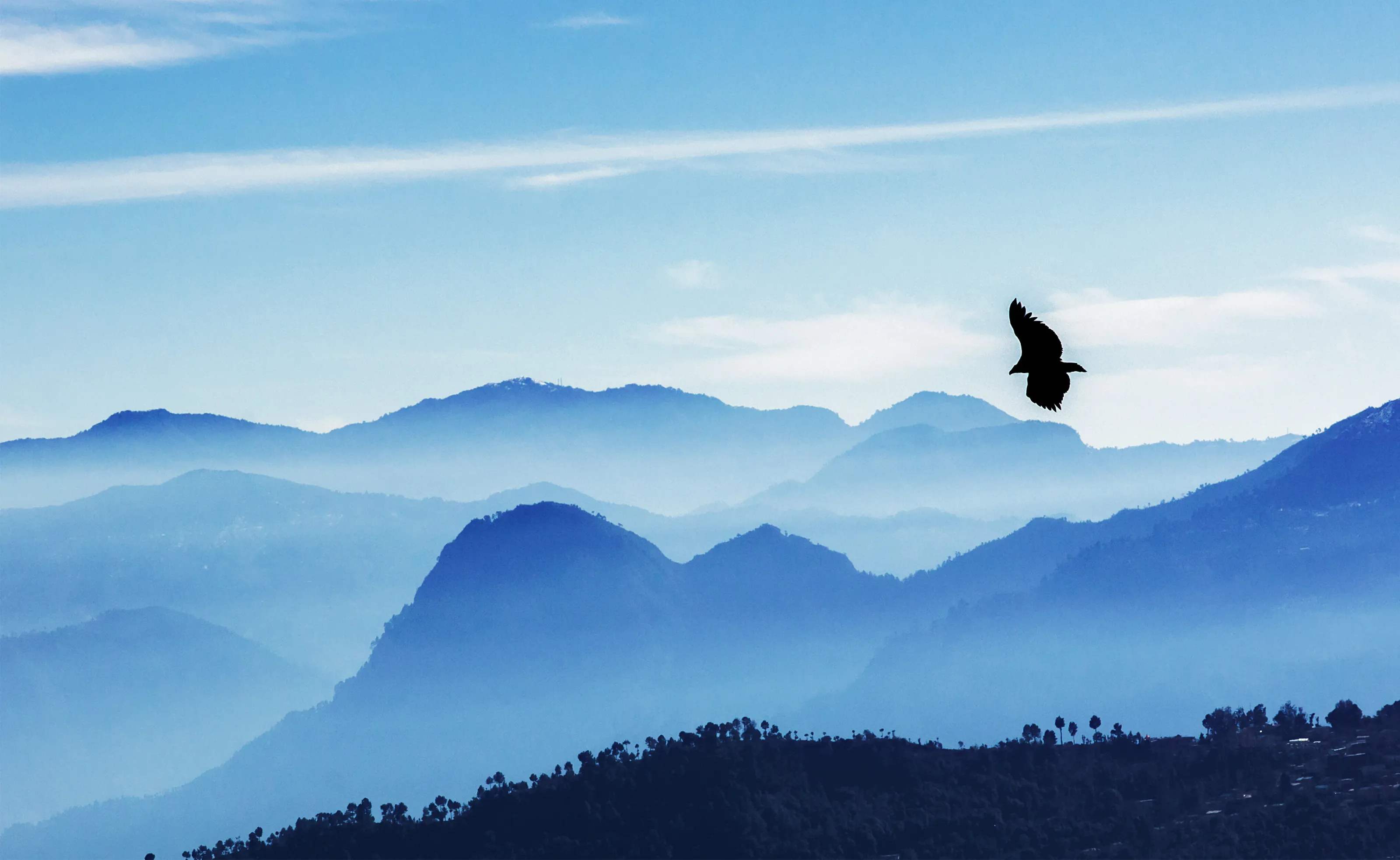 HIMALAYAN VULTURE FLIGHT