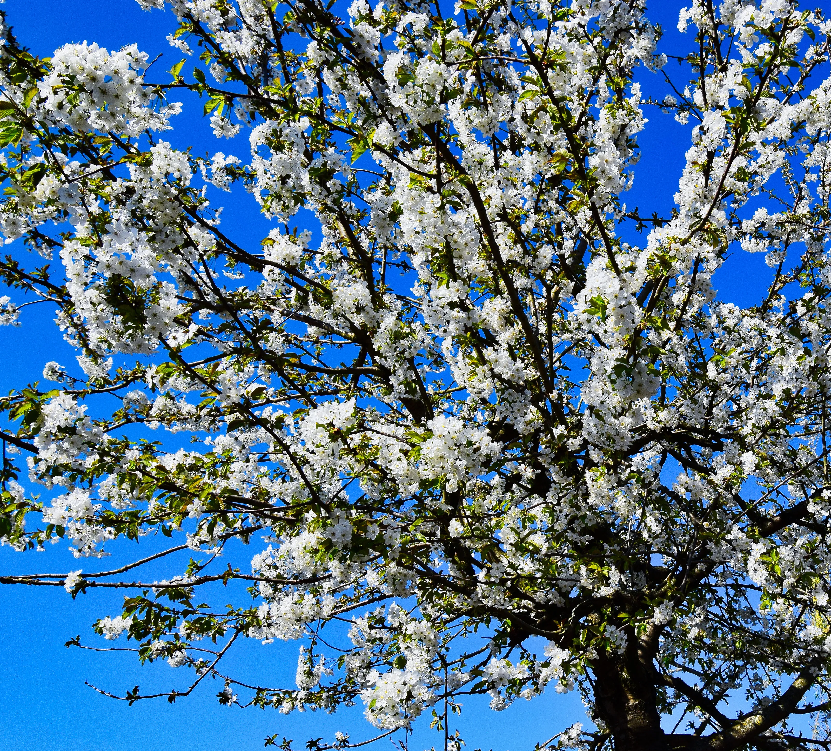 Blossom Blast Blue Sky