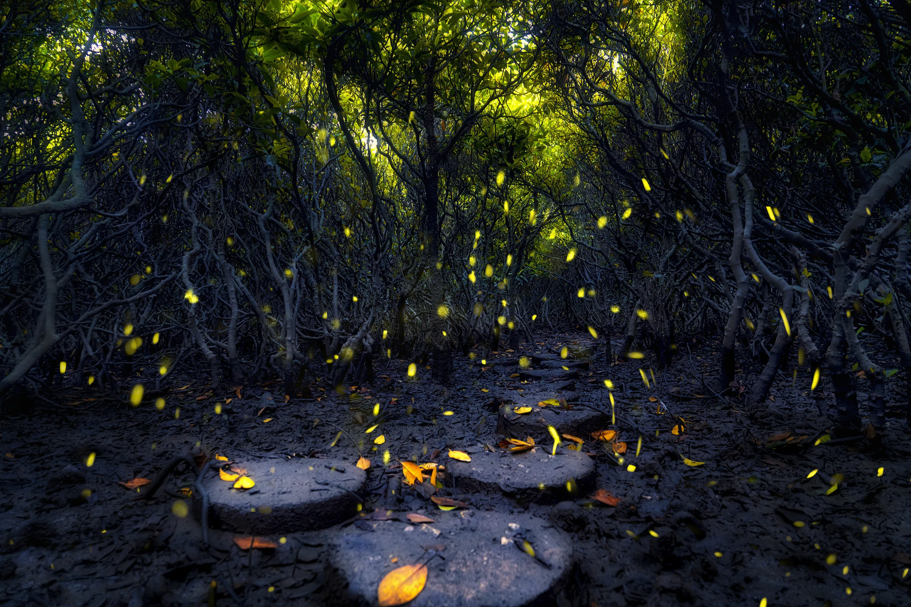 beautiful mangrove