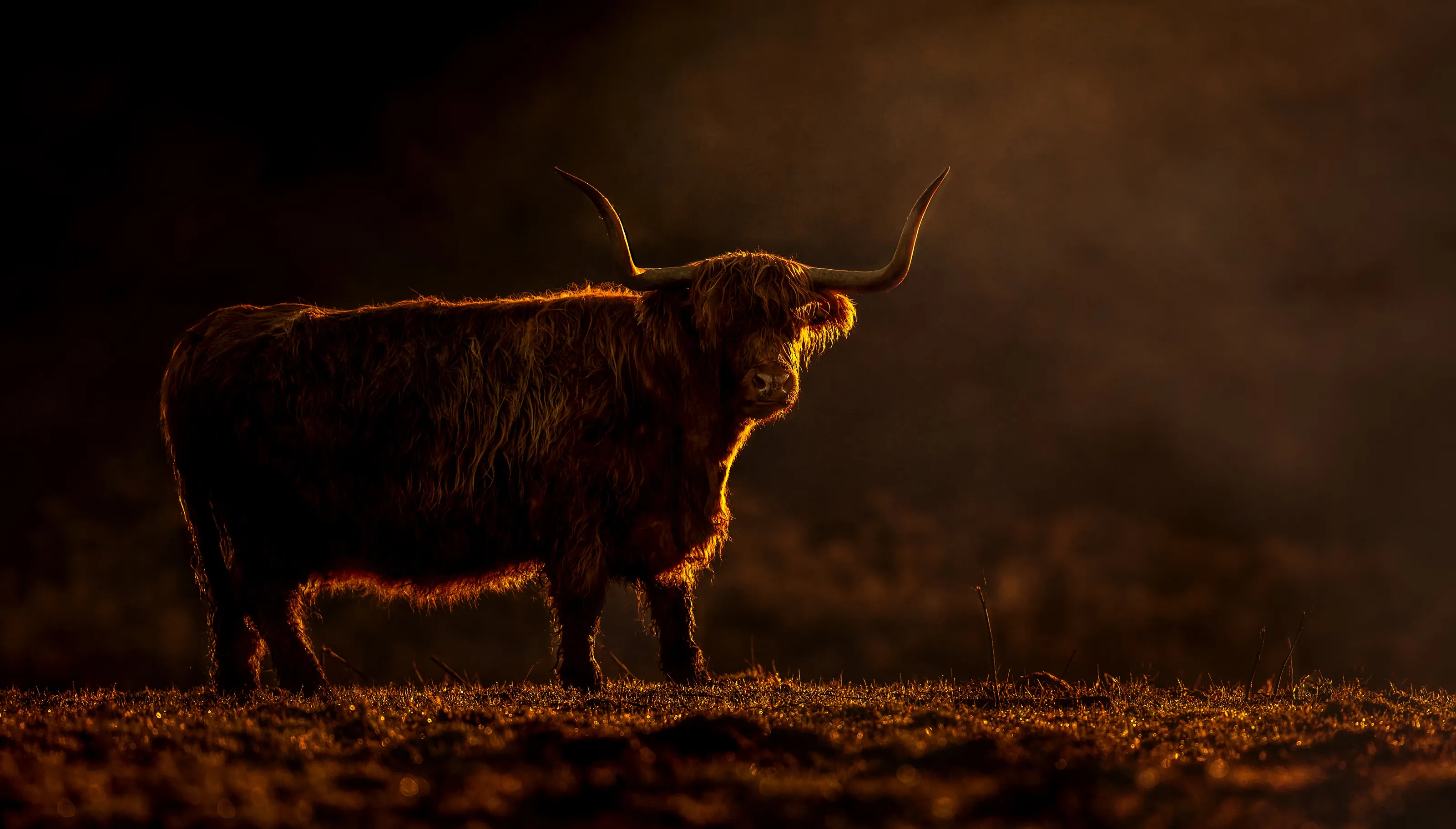 Highland Coo