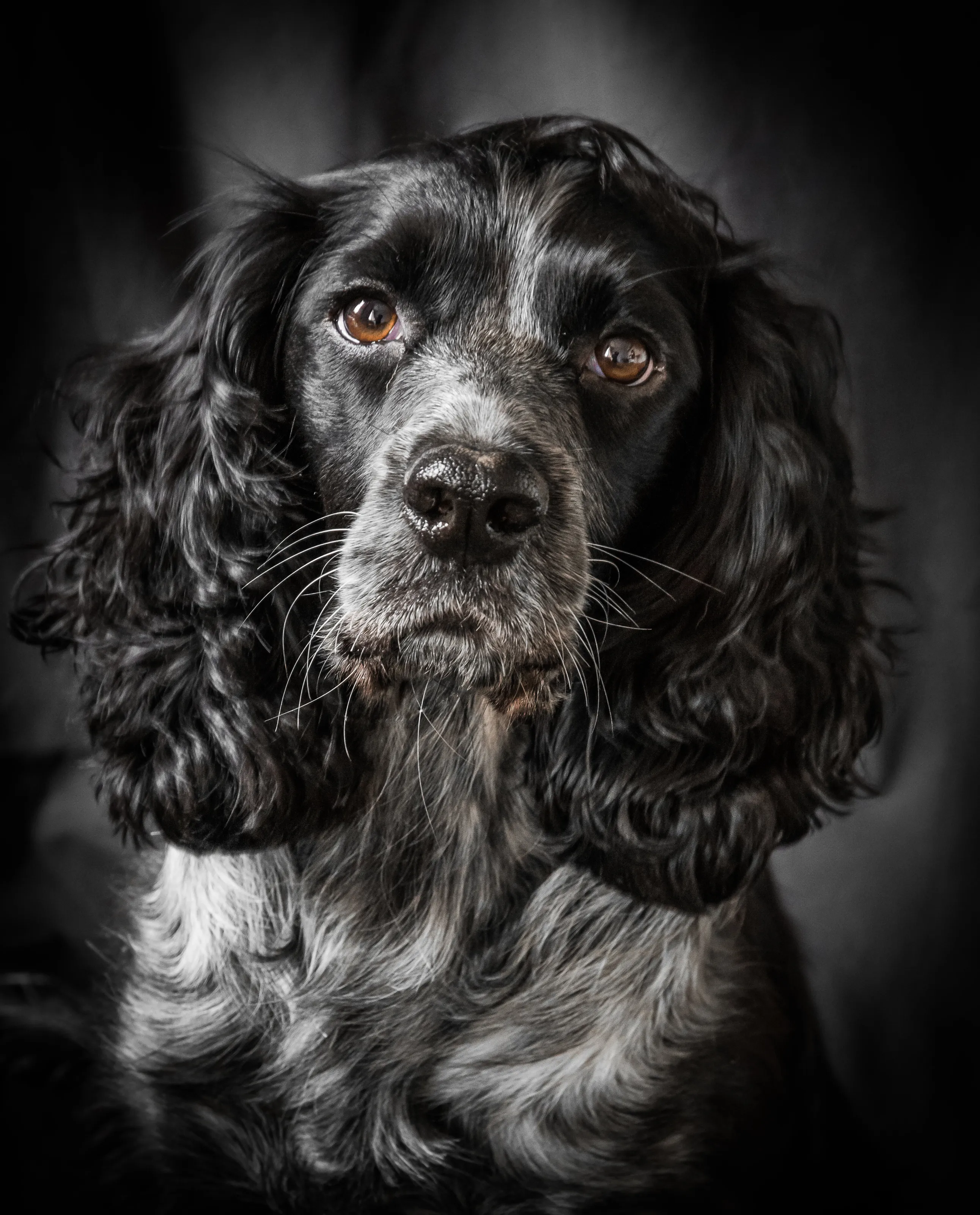 CLOVER