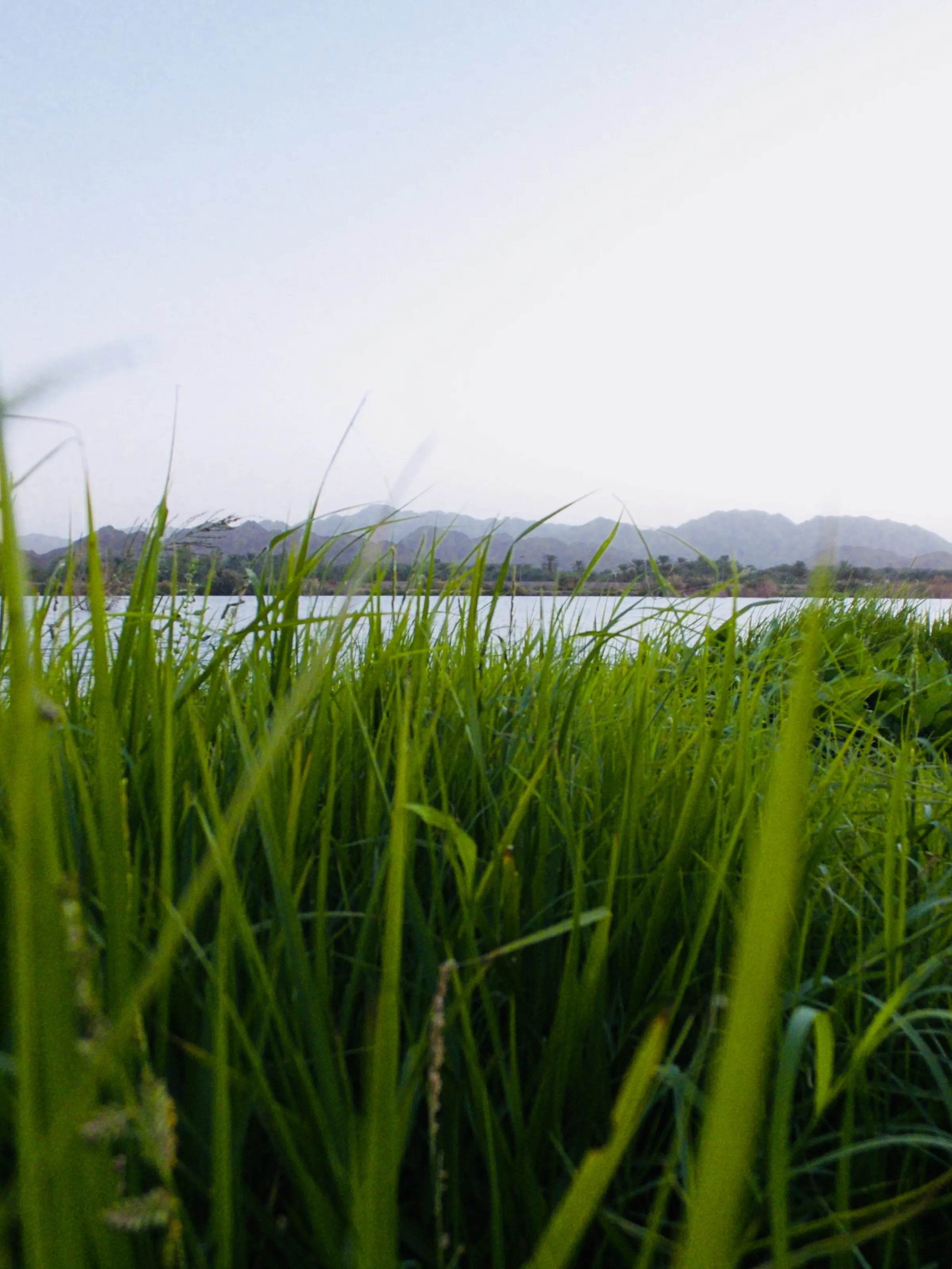 Albaidha Public Park