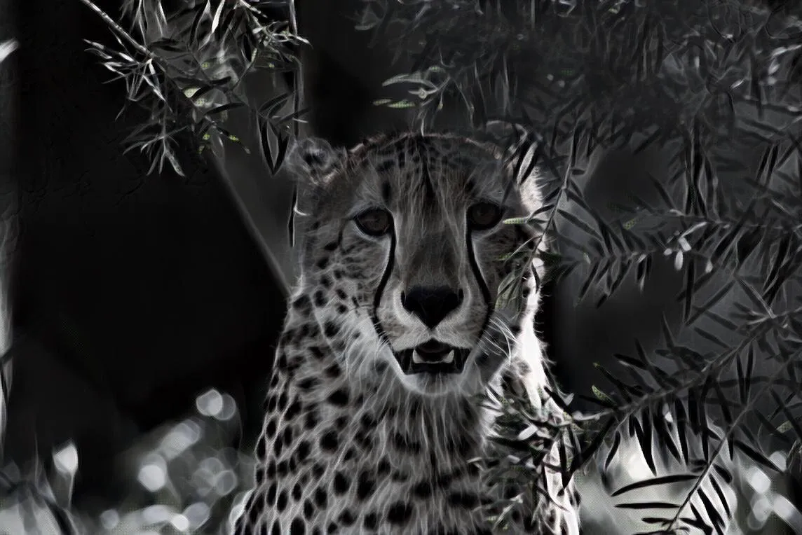 Cheetah Smoke effect