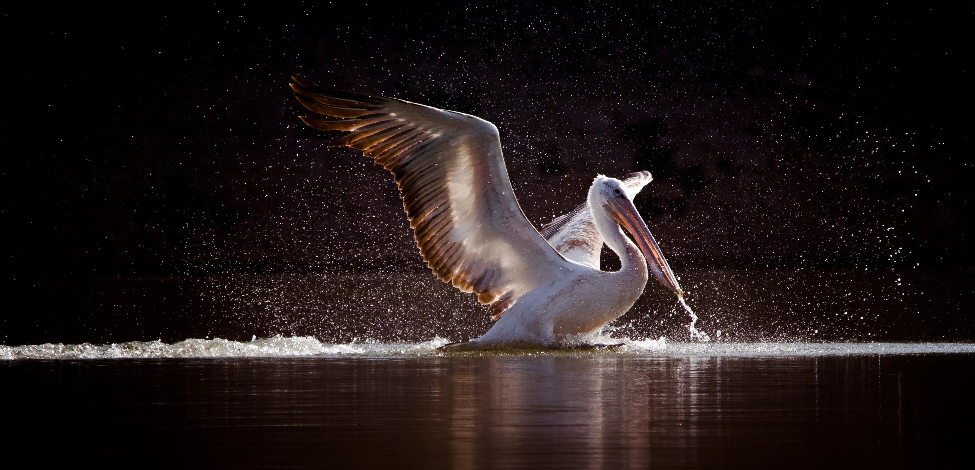water fly