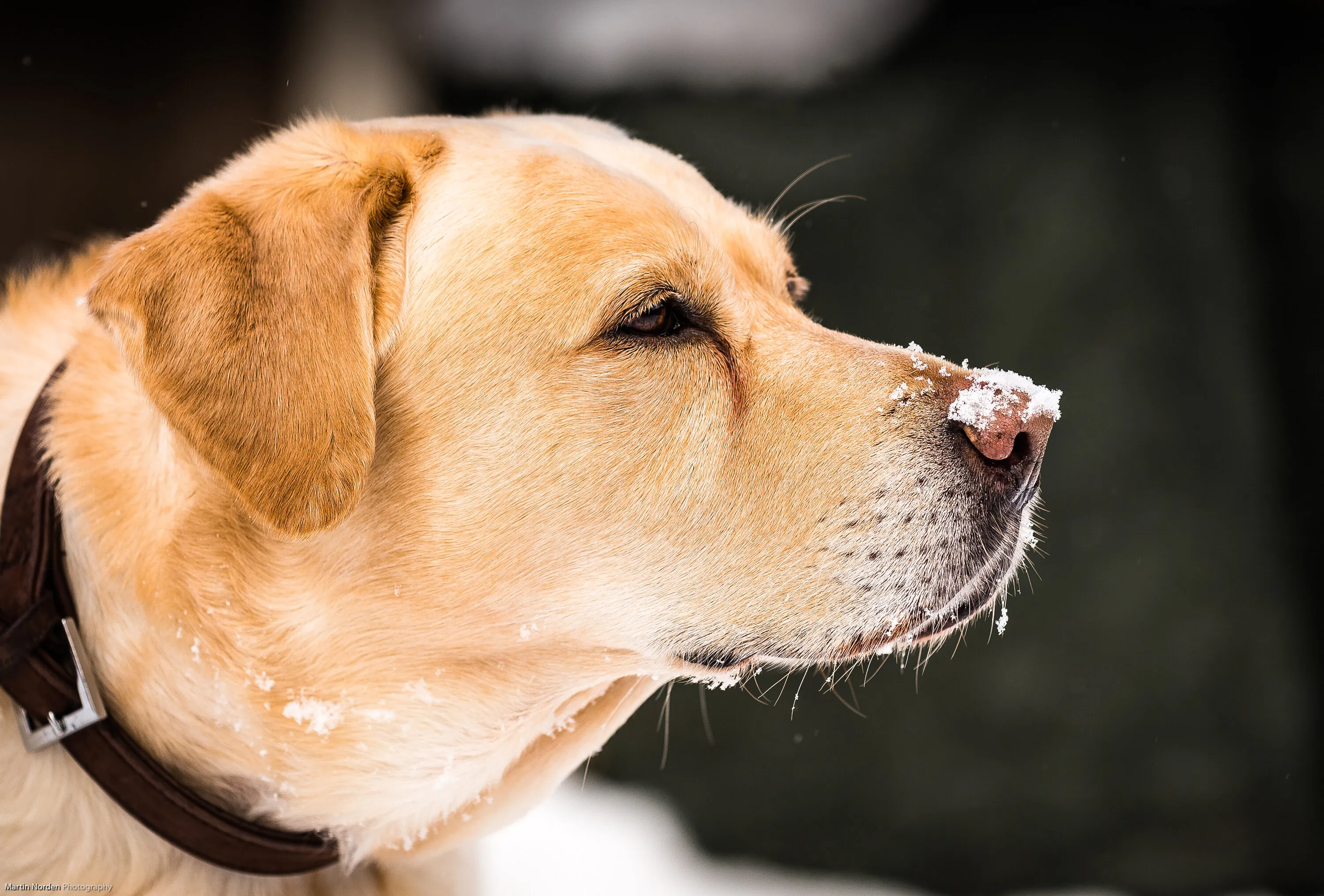 Snow on my nose