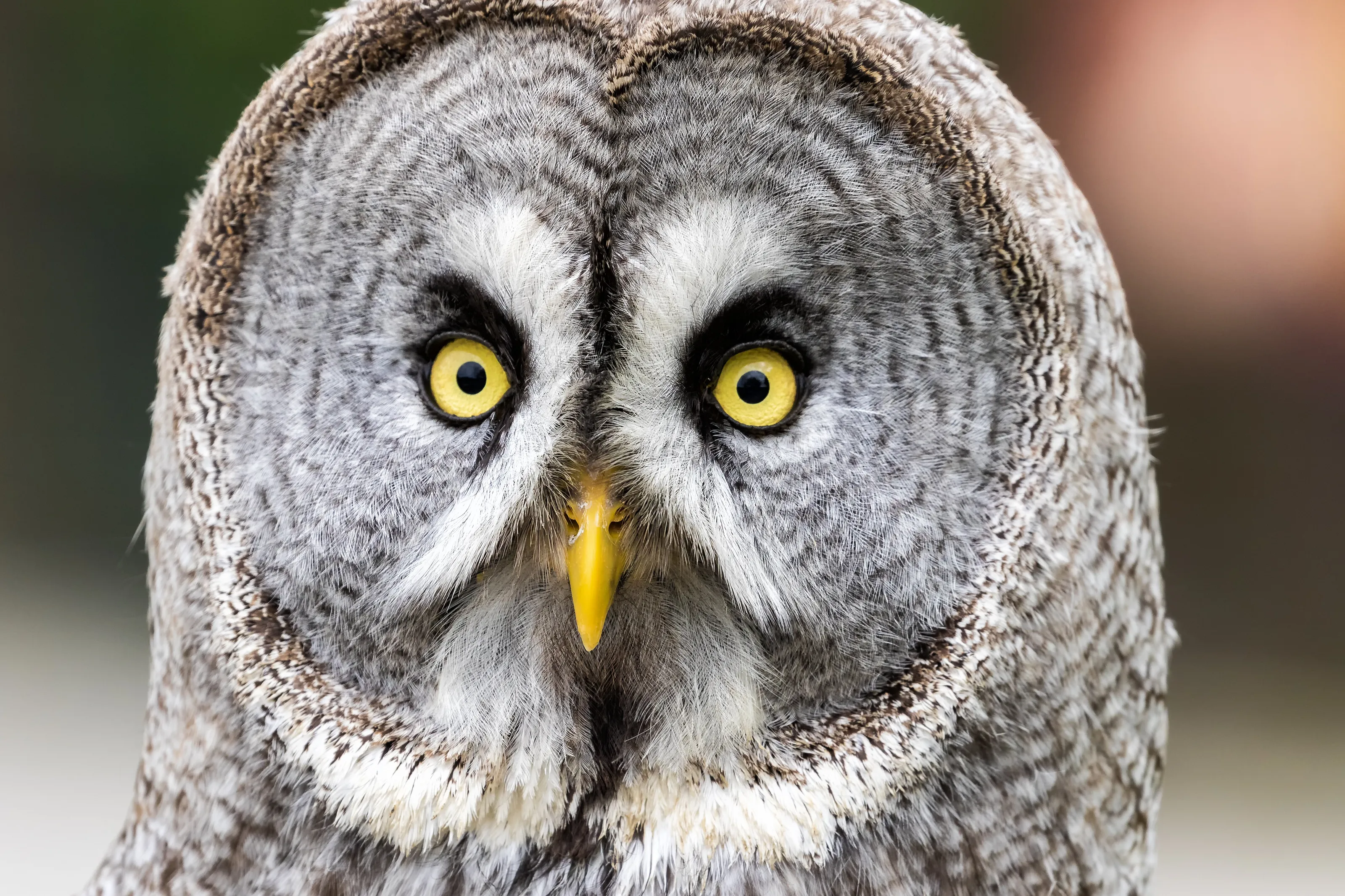 great grey owl
