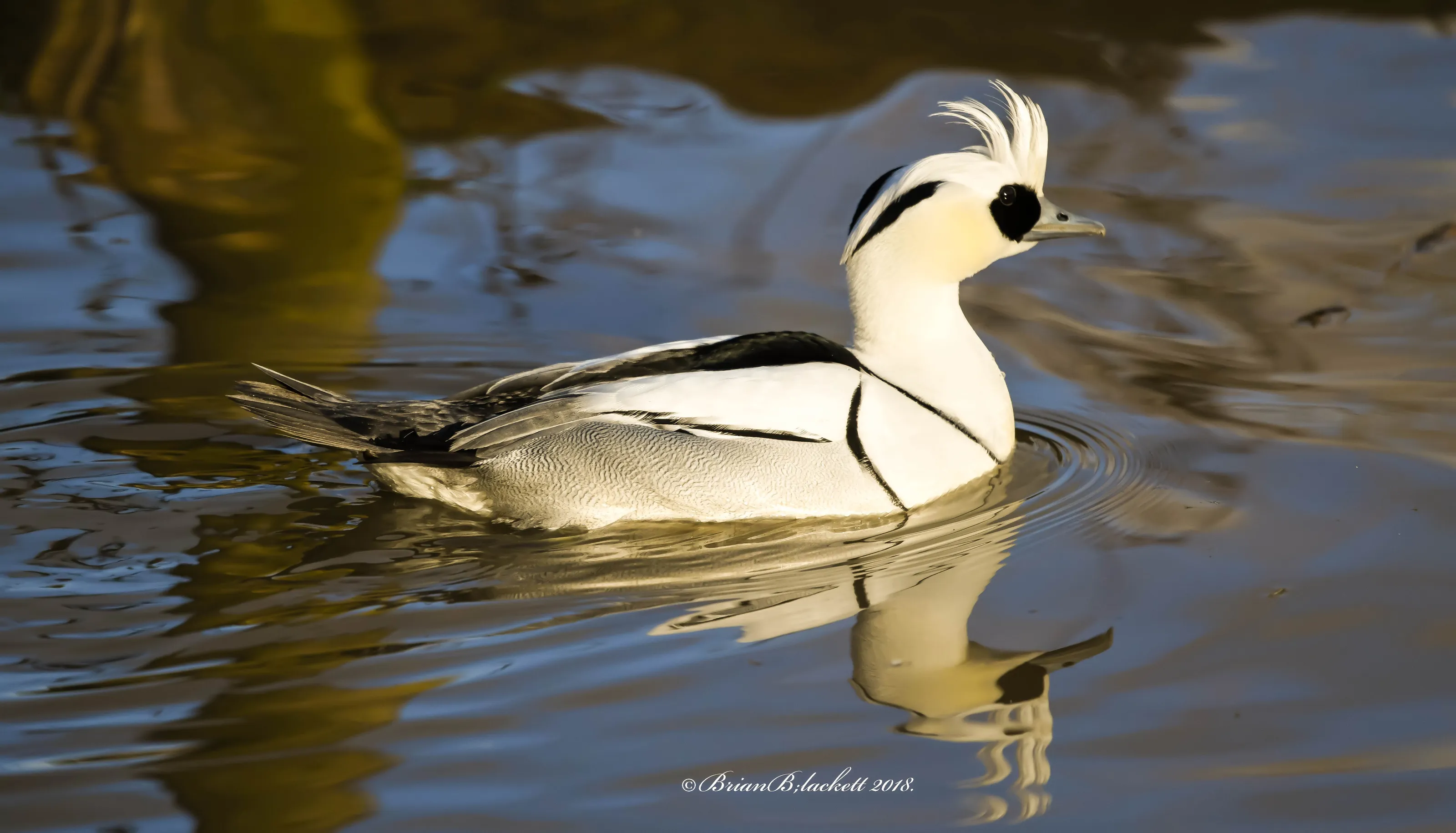 A Smew [Wetlands Bird]