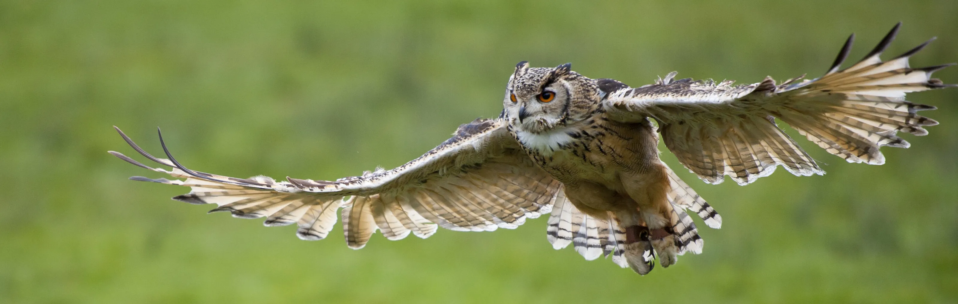Owl in flight