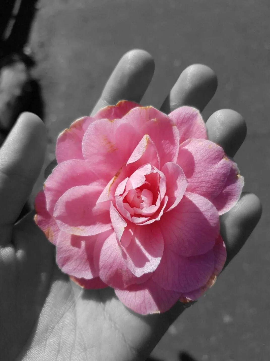 Only a flower