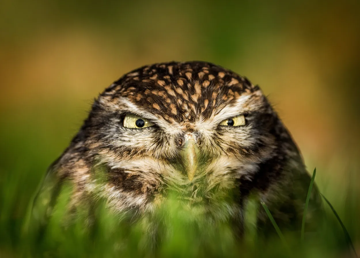 Peek-a-boo
