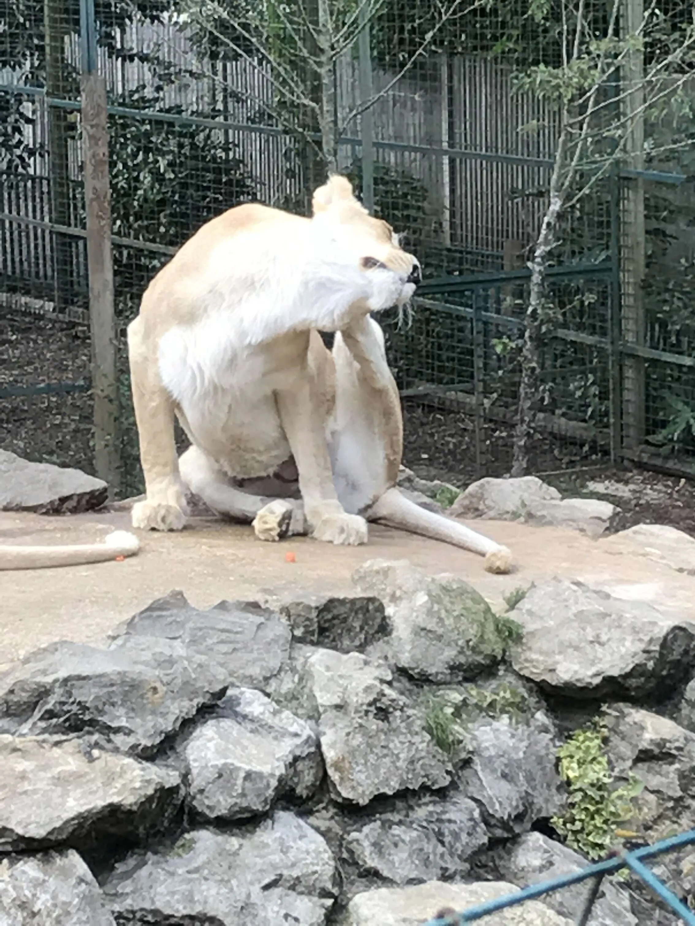 i have a itch