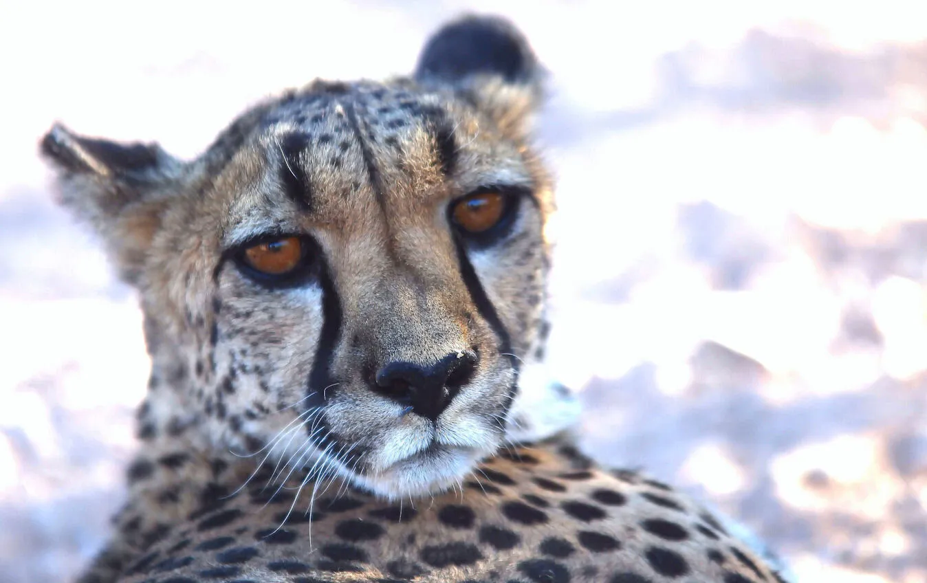 Steady Stare