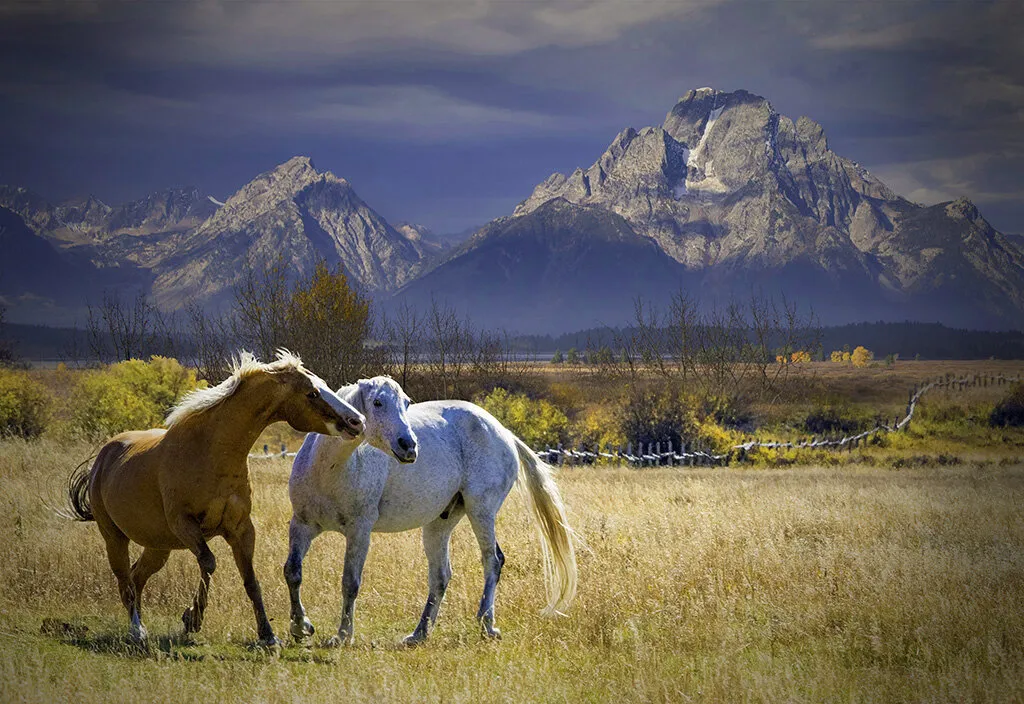 Horses in the Tetons Valley Paradise