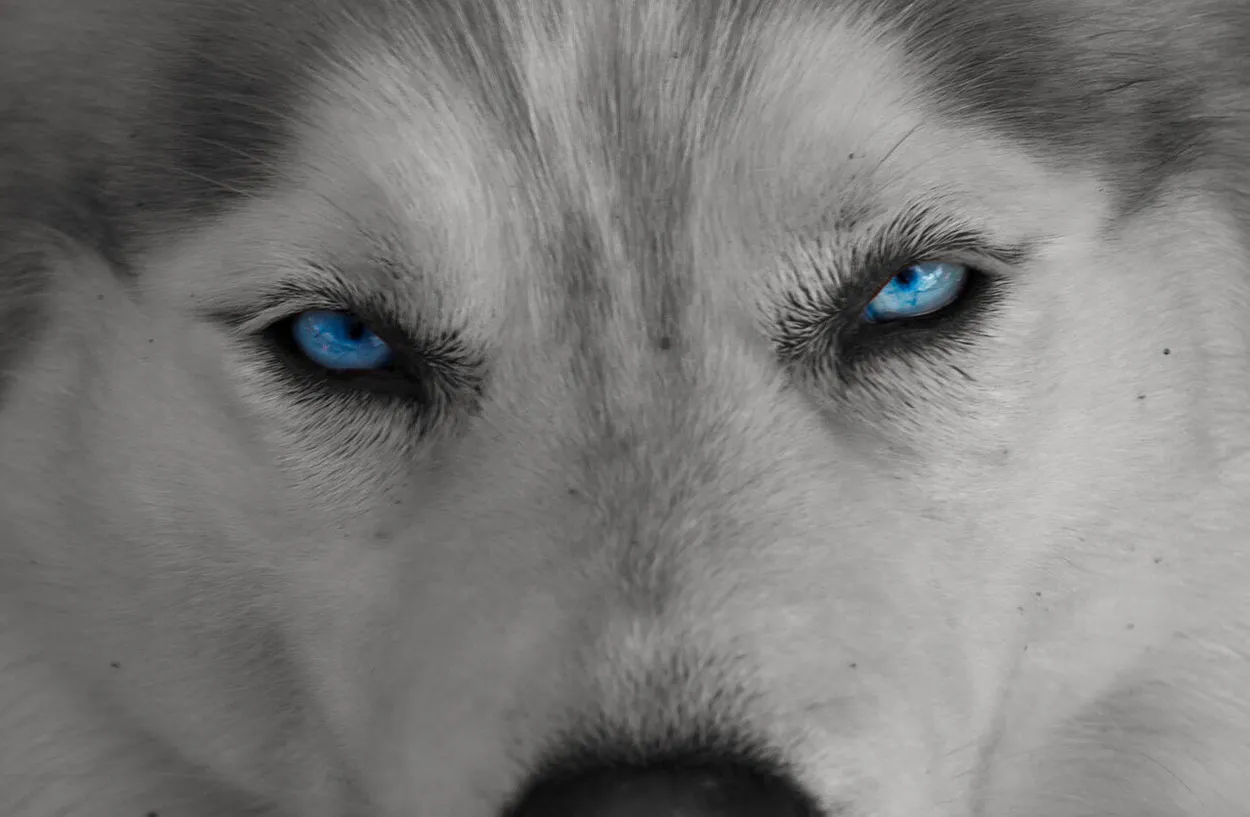 Entry 1999554