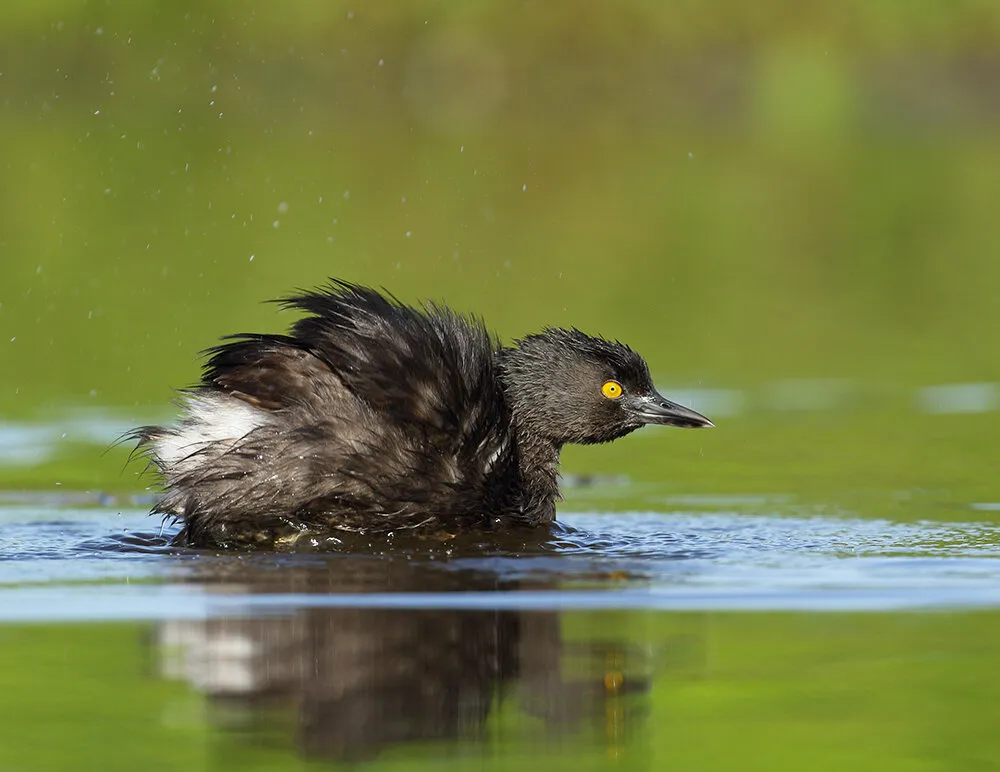Least Grebe