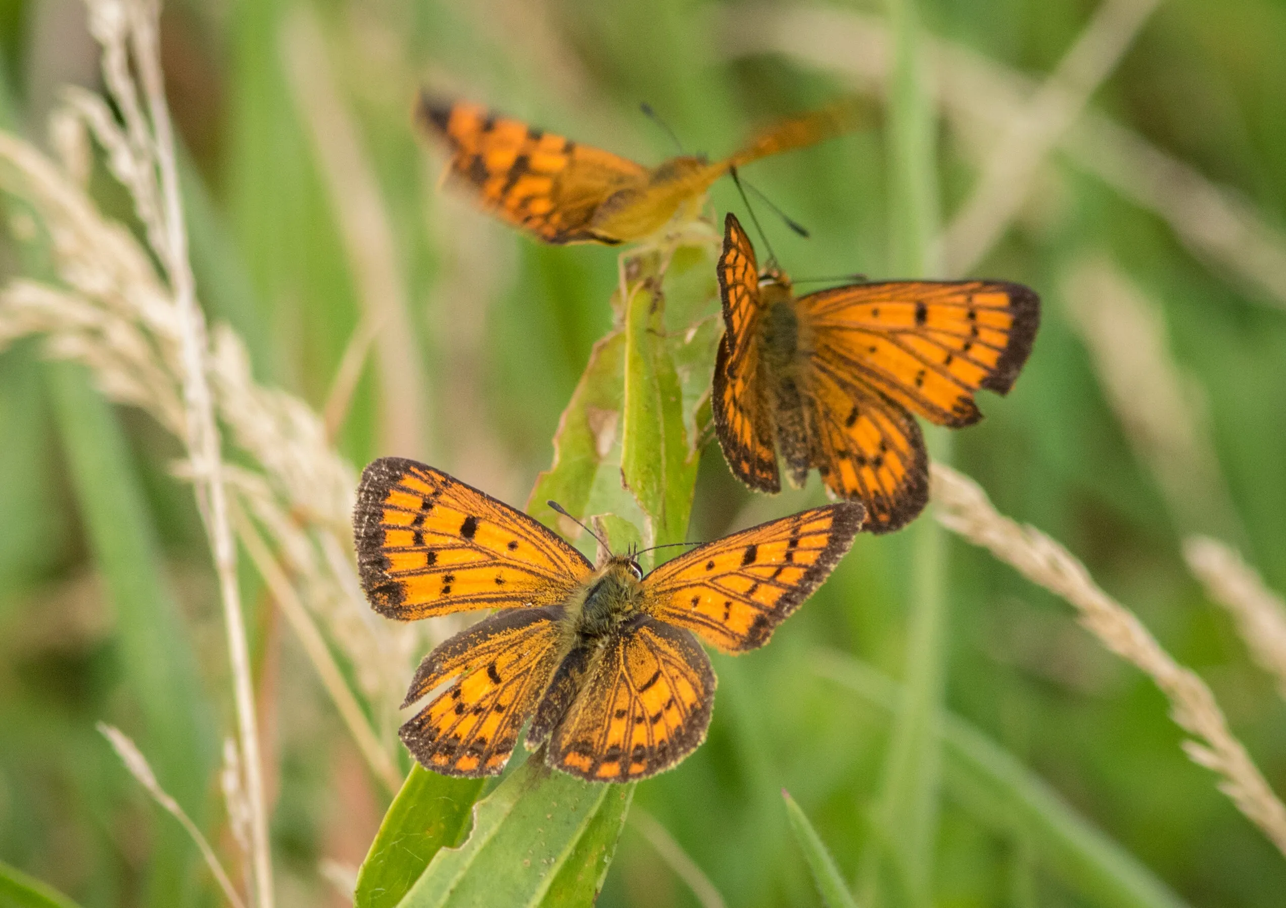 Common Copper