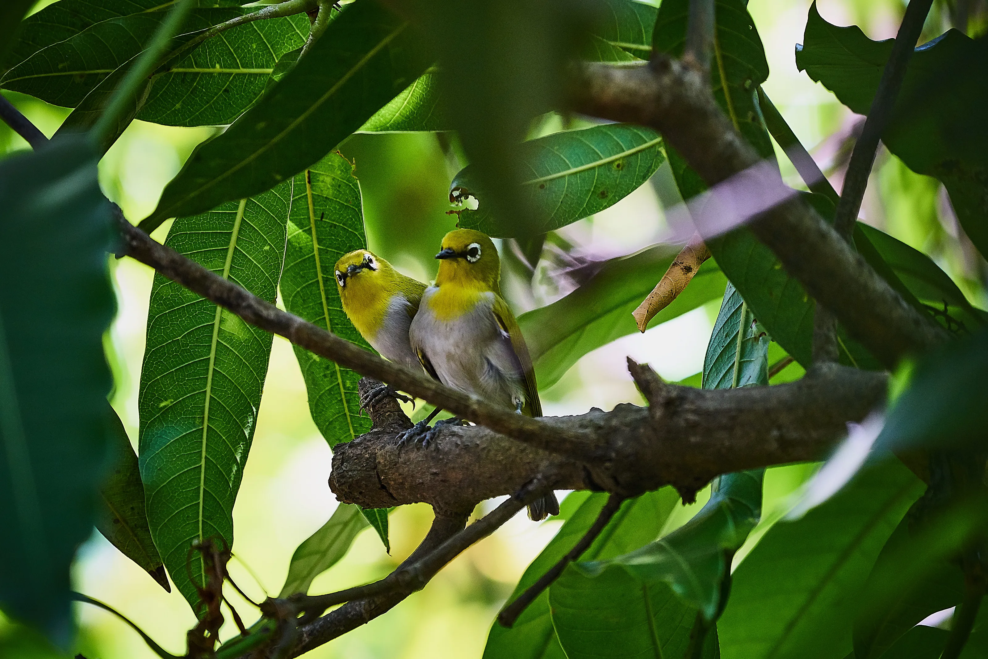 Orienta White Eye Pair