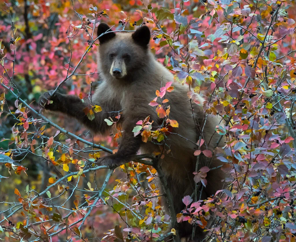 Feeding Bear