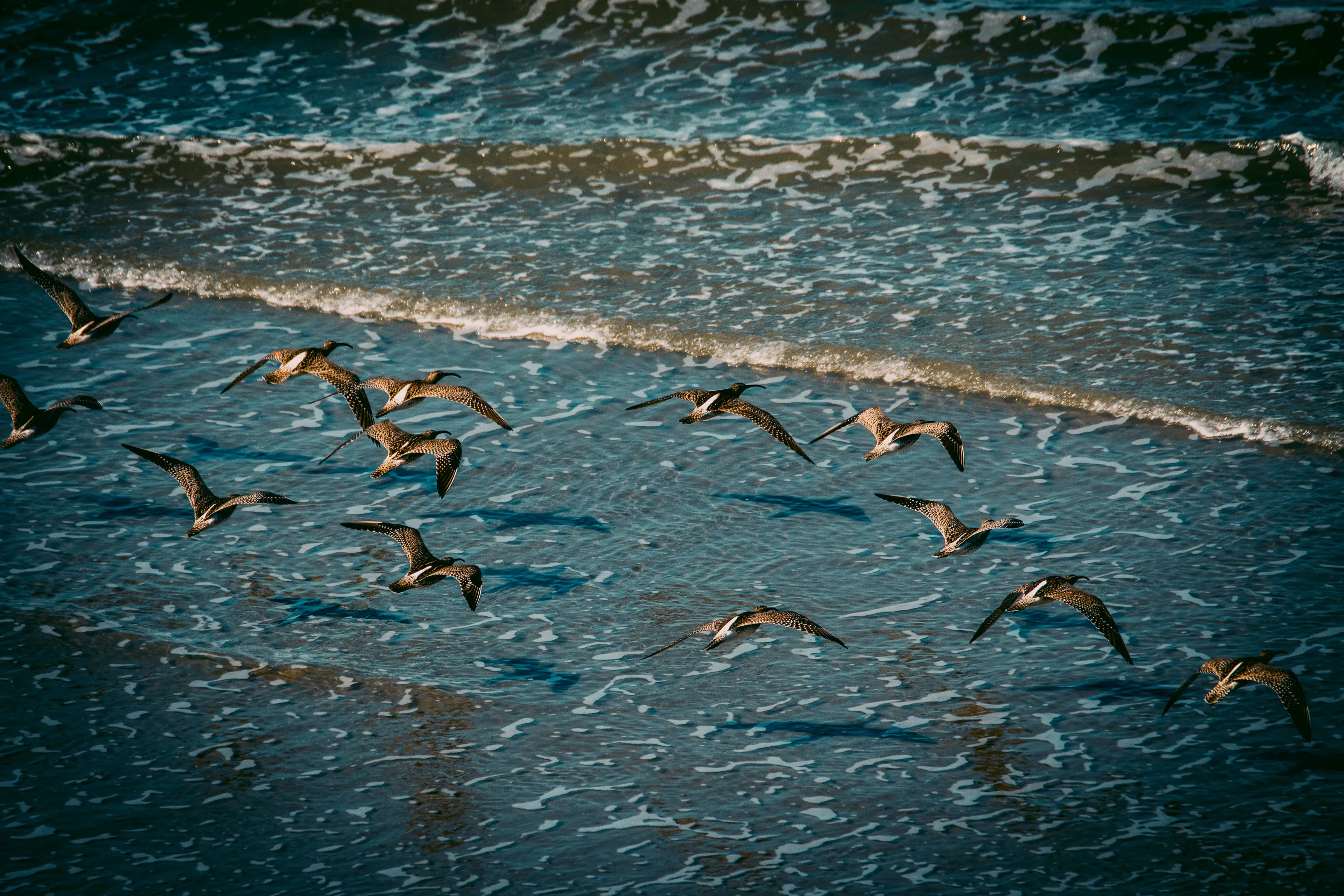 Birds in flight