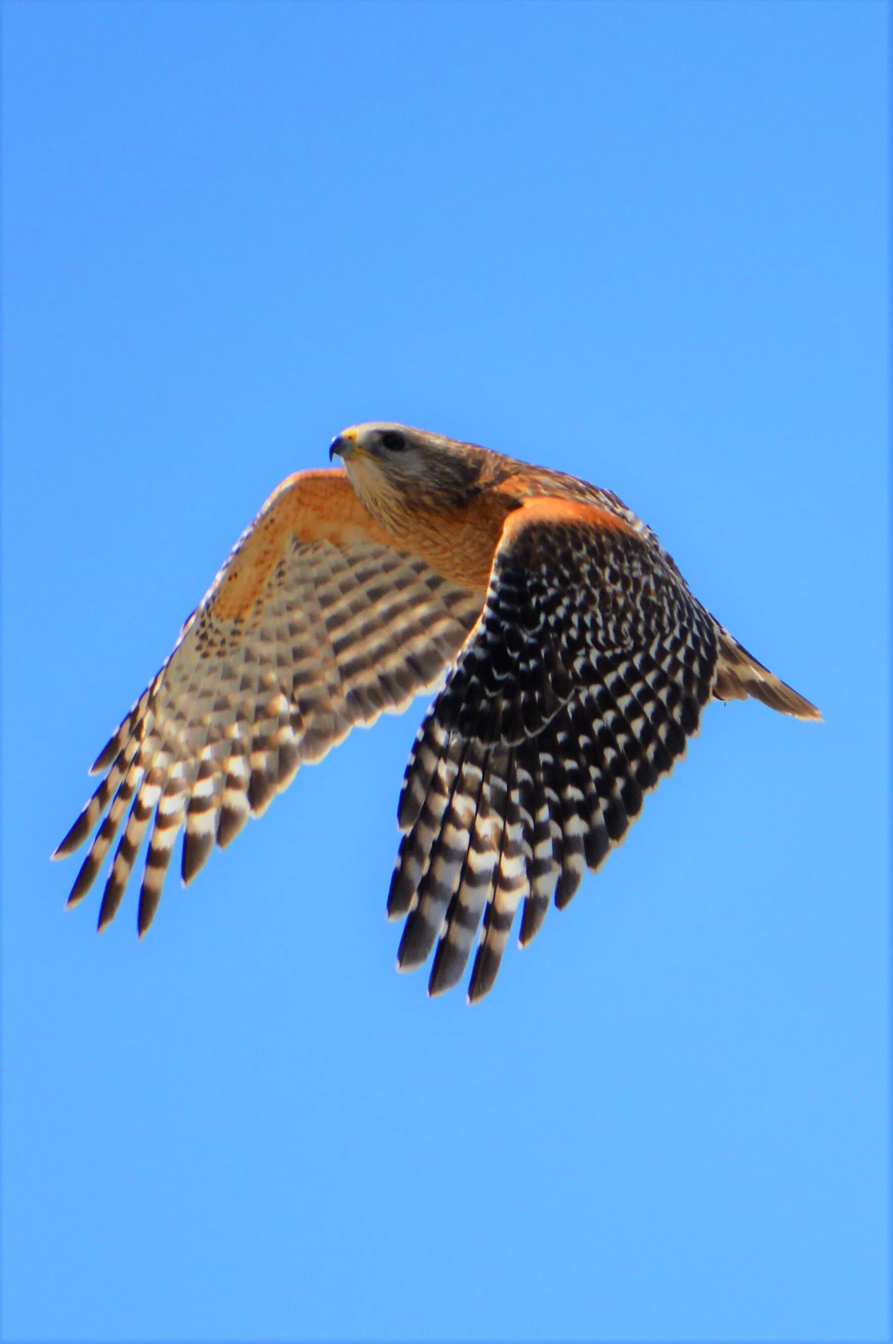 Hawk in flight