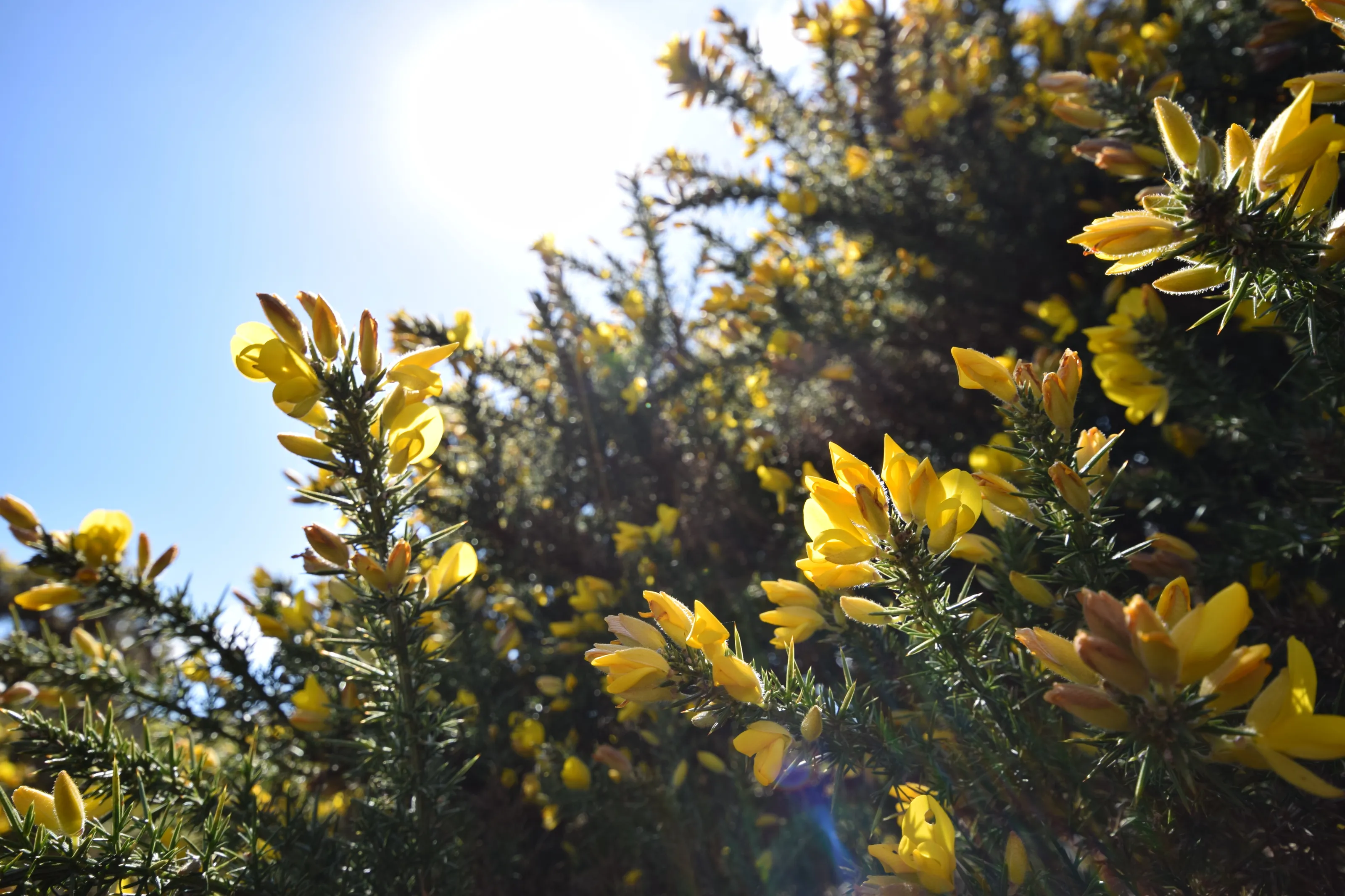 Sunshine through the flowers