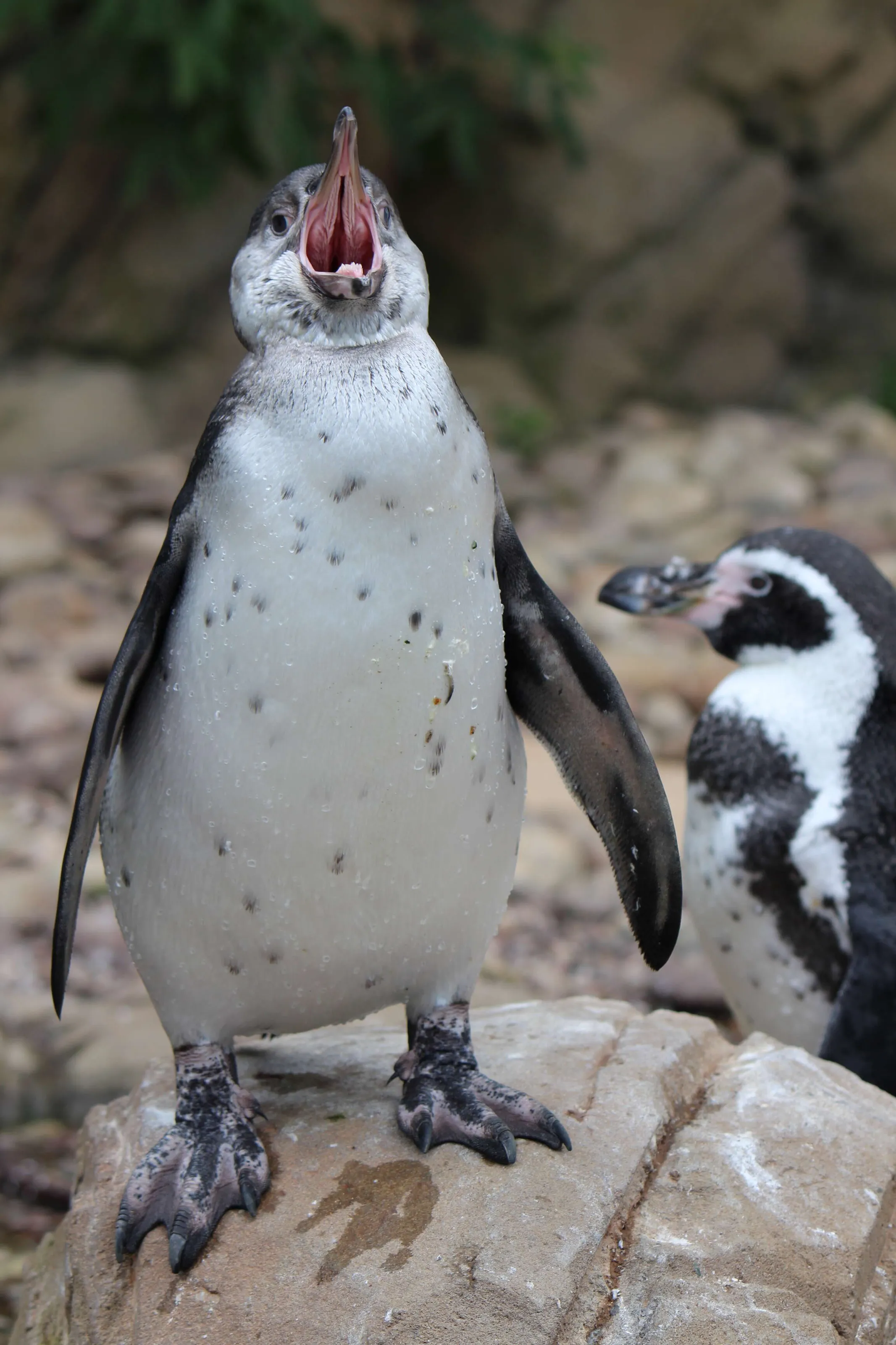 Penguin's Foot Print