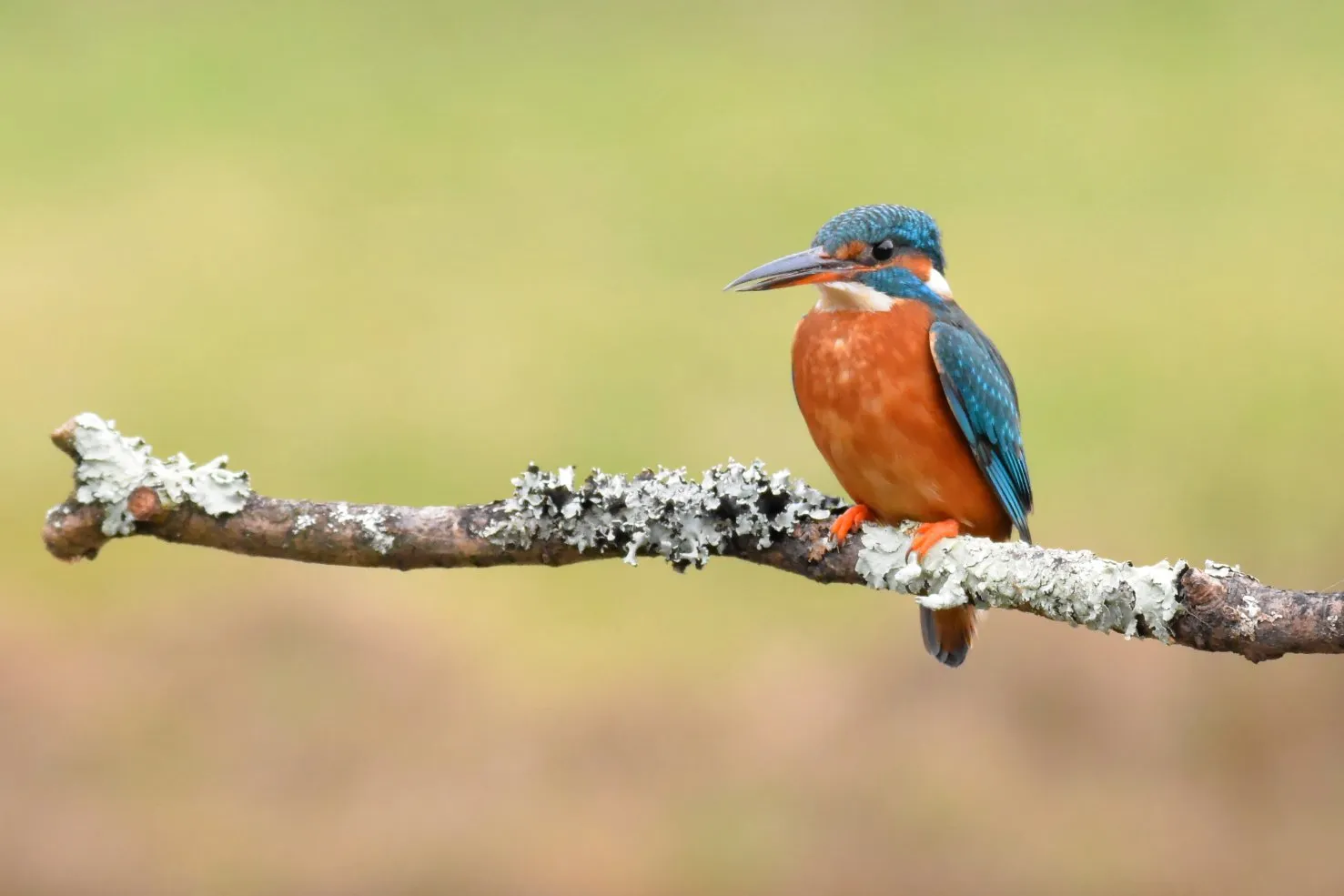 Female kingfisher