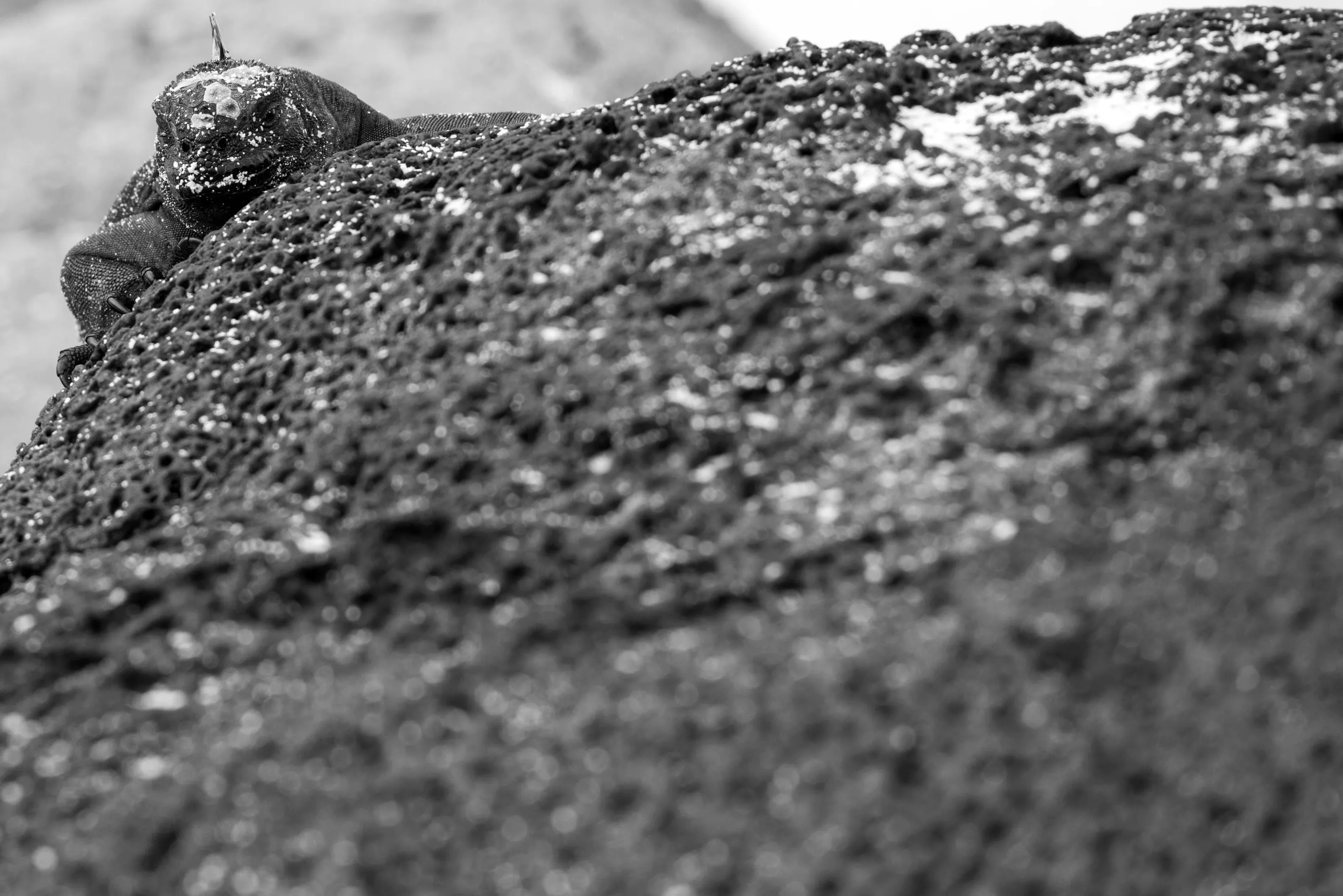 Marine Iguana, Galapagos Islands.
