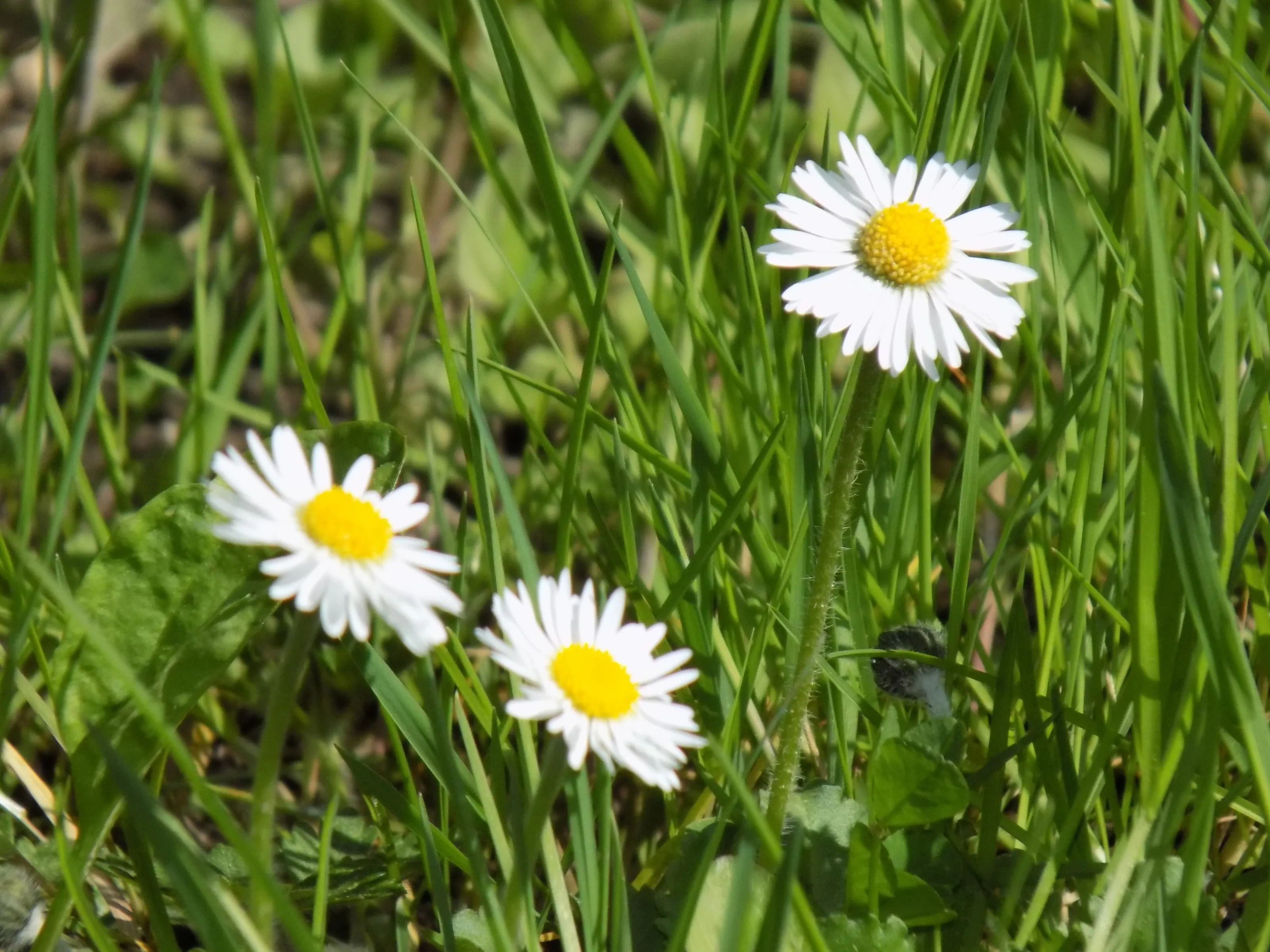 Sunny Side Up