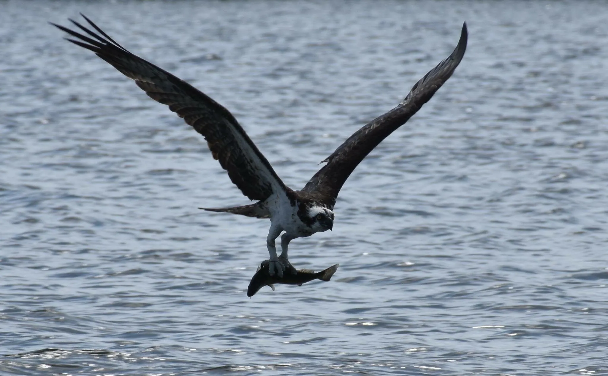 Osprey - Stump Pass, Florida