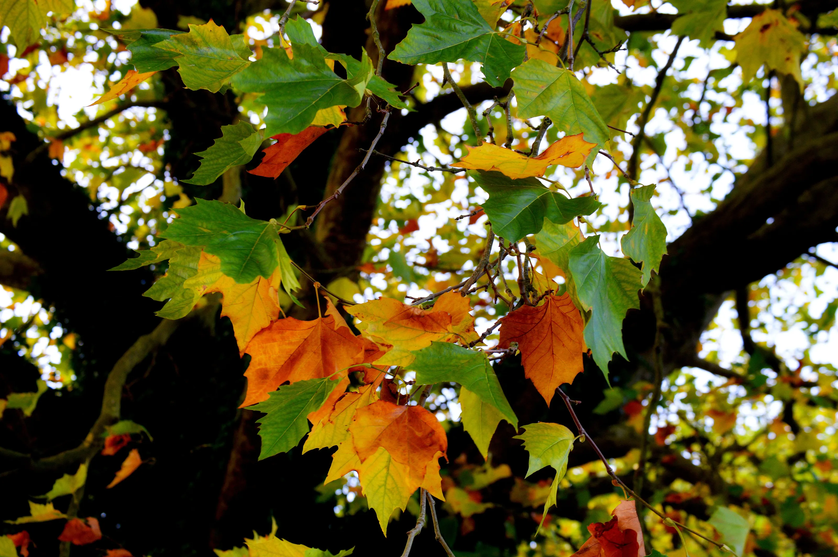Leaves at the height of Autumn
