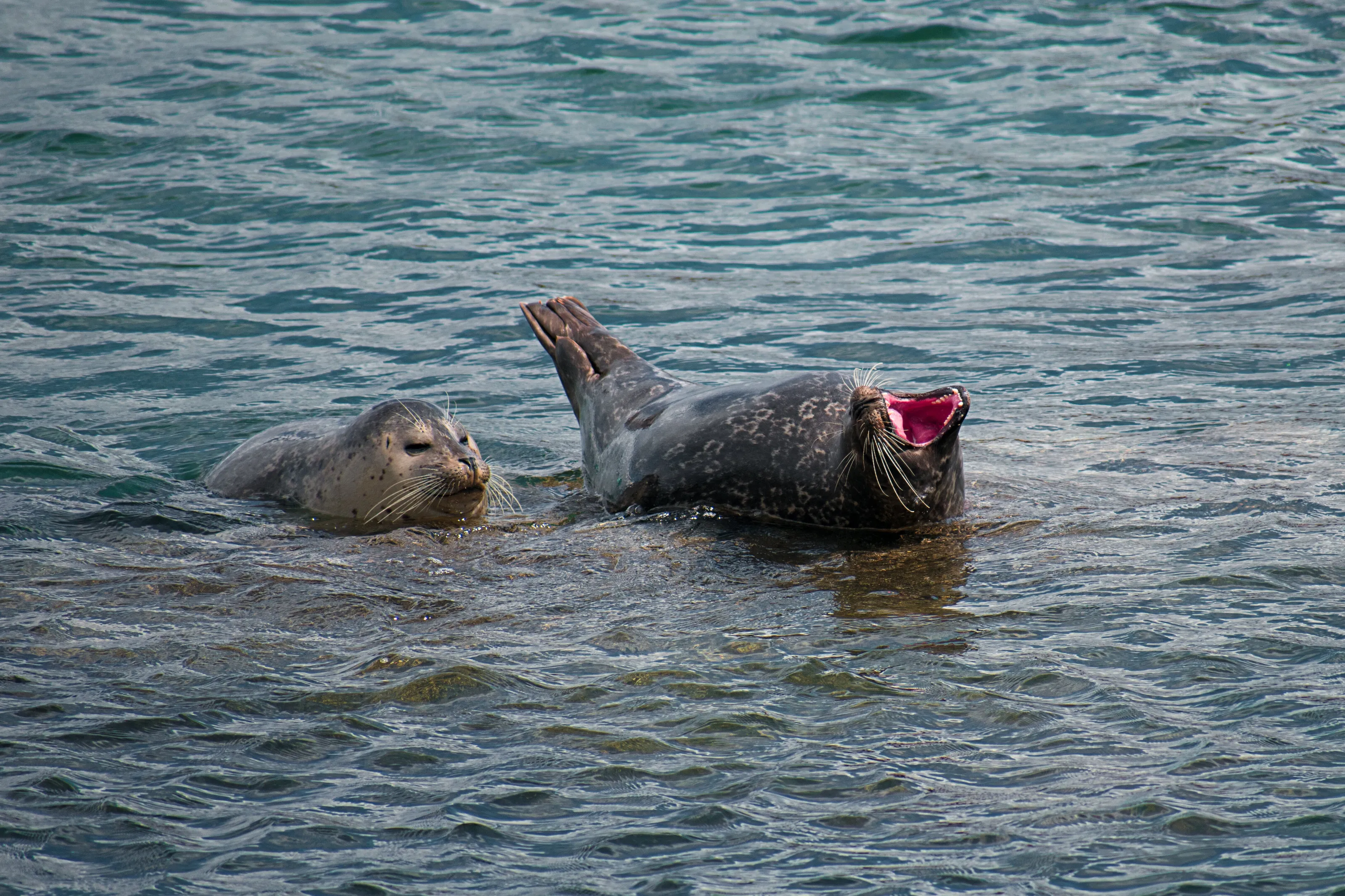 Monterey Seals